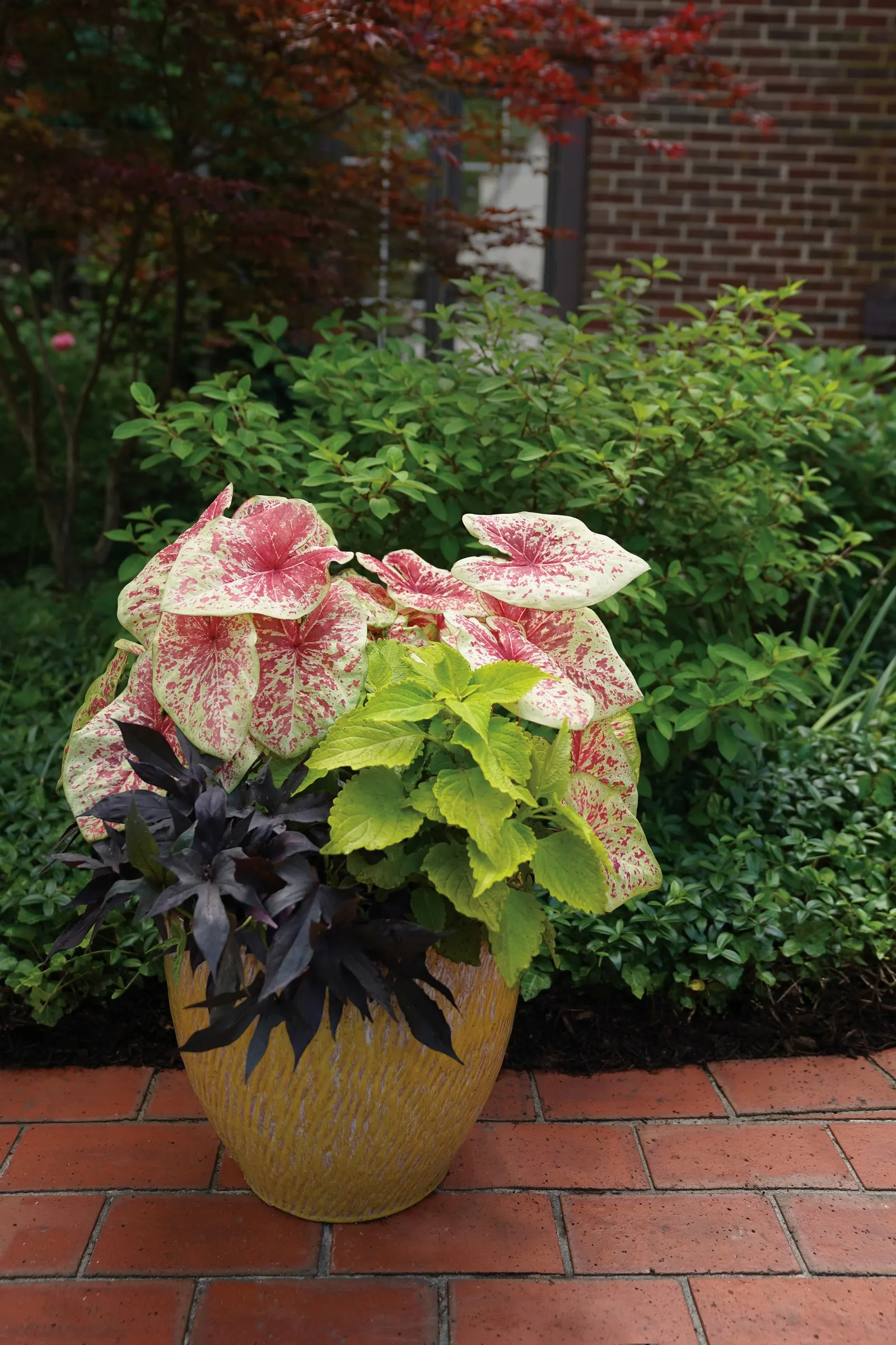 Raspberry Moon Shade Caladium (Caladium hortulanum) — Upright plants mature at 15-20 inches tall and 10-14 inches wide