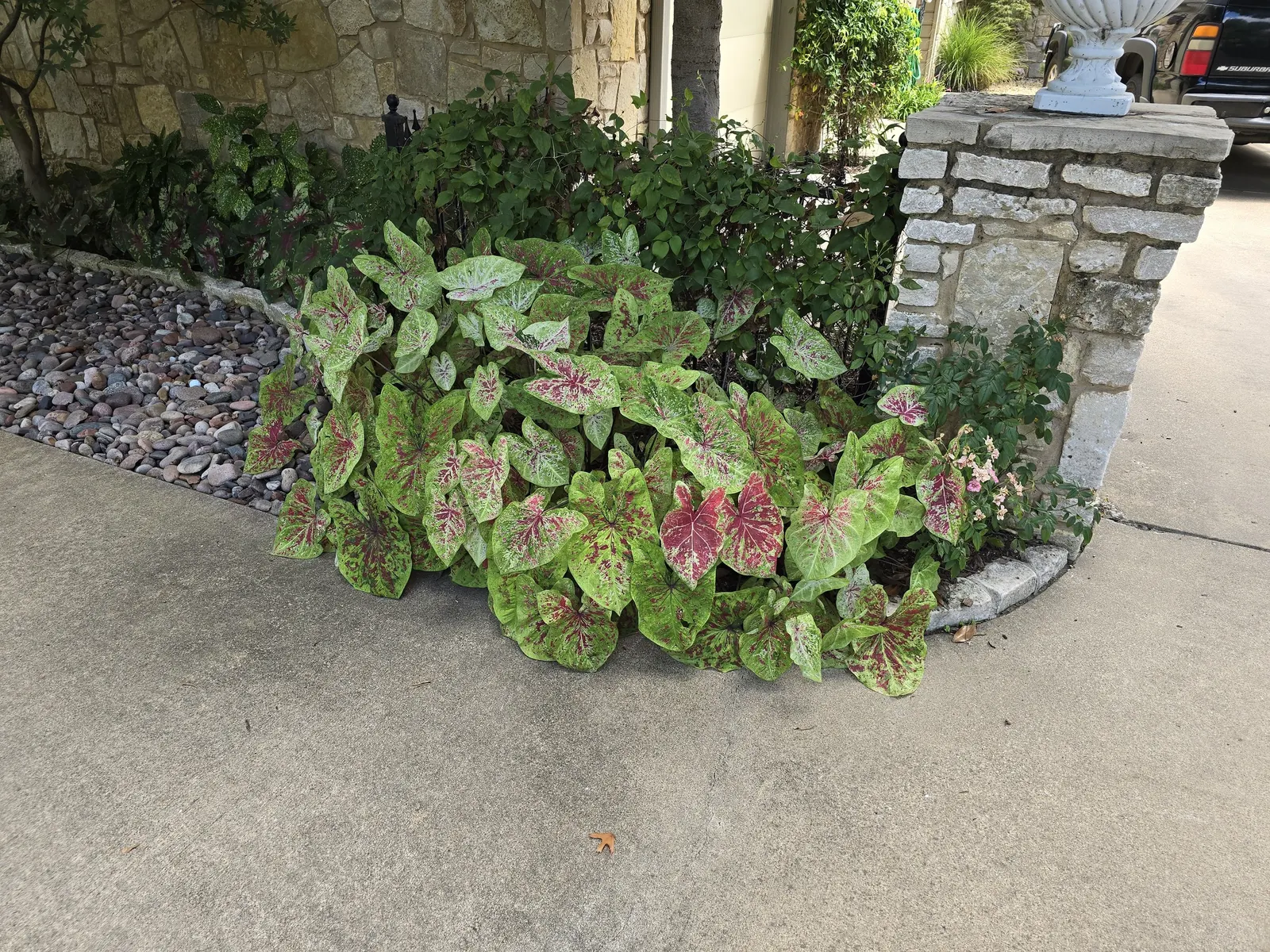 Raspberry Moon Shade Caladium (Caladium hortulanum) — while in colder regions it is grown as a summer annual or overwintered indoors