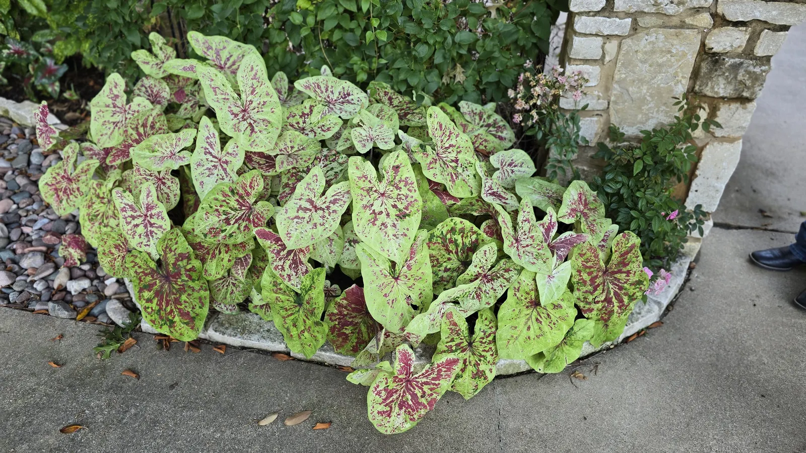 Raspberry Moon Shade Caladium (Caladium hortulanum) — where its pink coloration stays rich without scorching