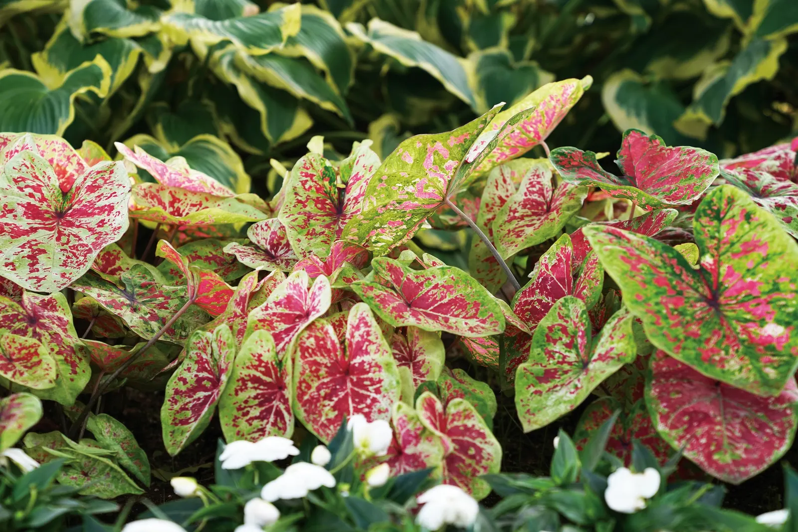Raspberry Moon Shade Caladium (Caladium hortulanum) — Excellent as a container thriller or shaded border accent