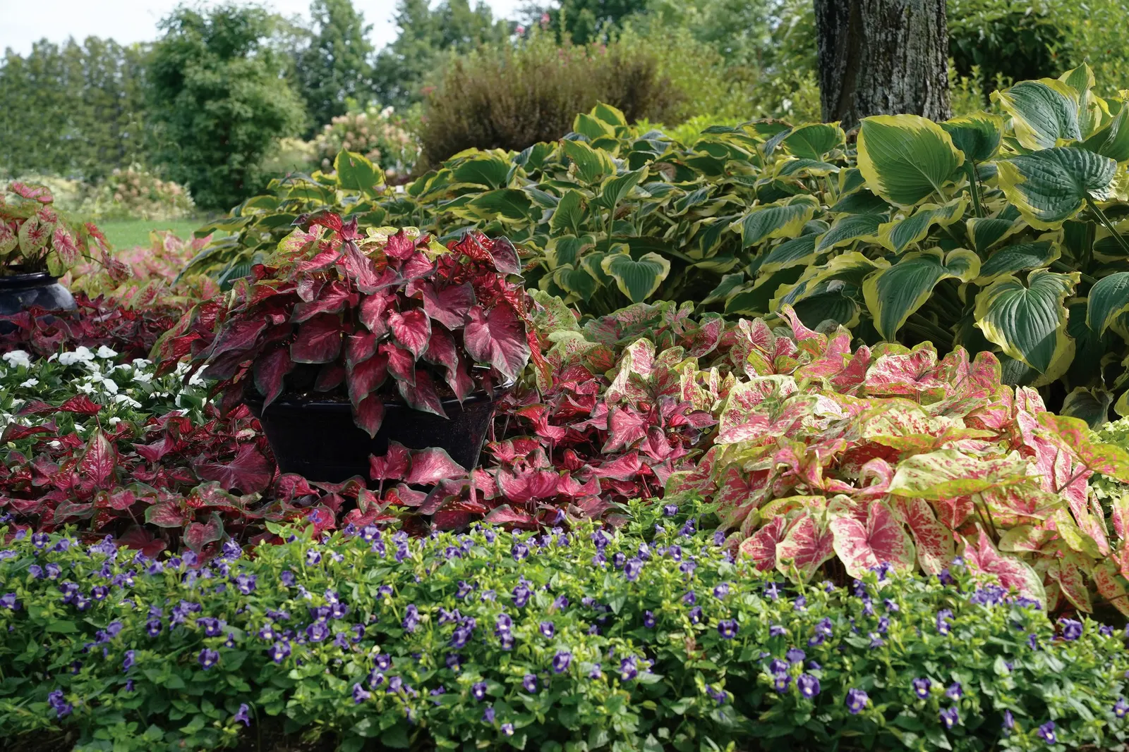 'Seducer' Hosta (Hosta hybrid) — Proven Winners - Shadowland® 'Seducer' - Hosta hybrid purple lavender plant details, information and resources