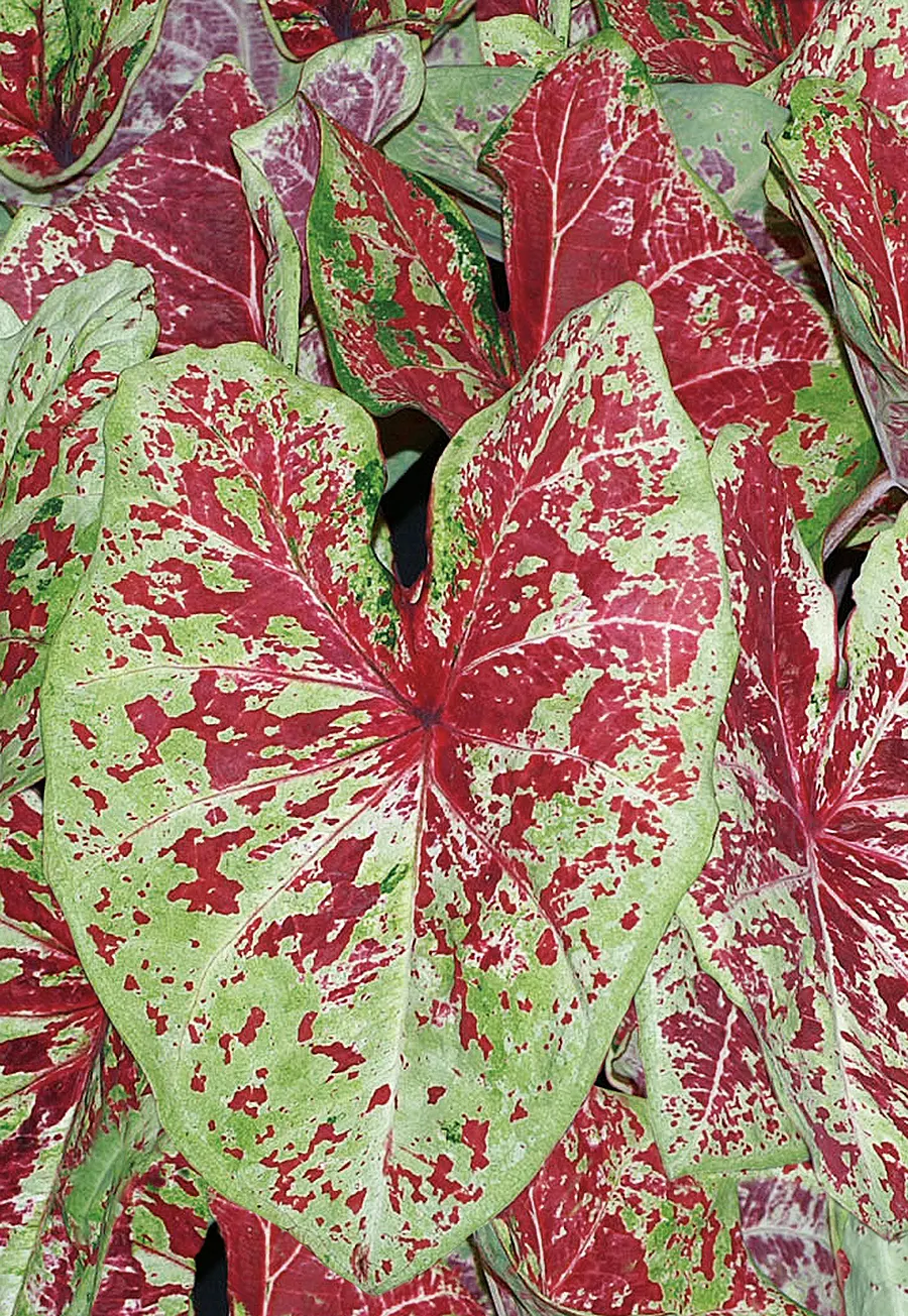 Raspberry Moon Shade Caladium (Caladium hortulanum) — Upright plants mature at 15-20 inches tall and 10-14 inches wide; where its pink coloration stays rich