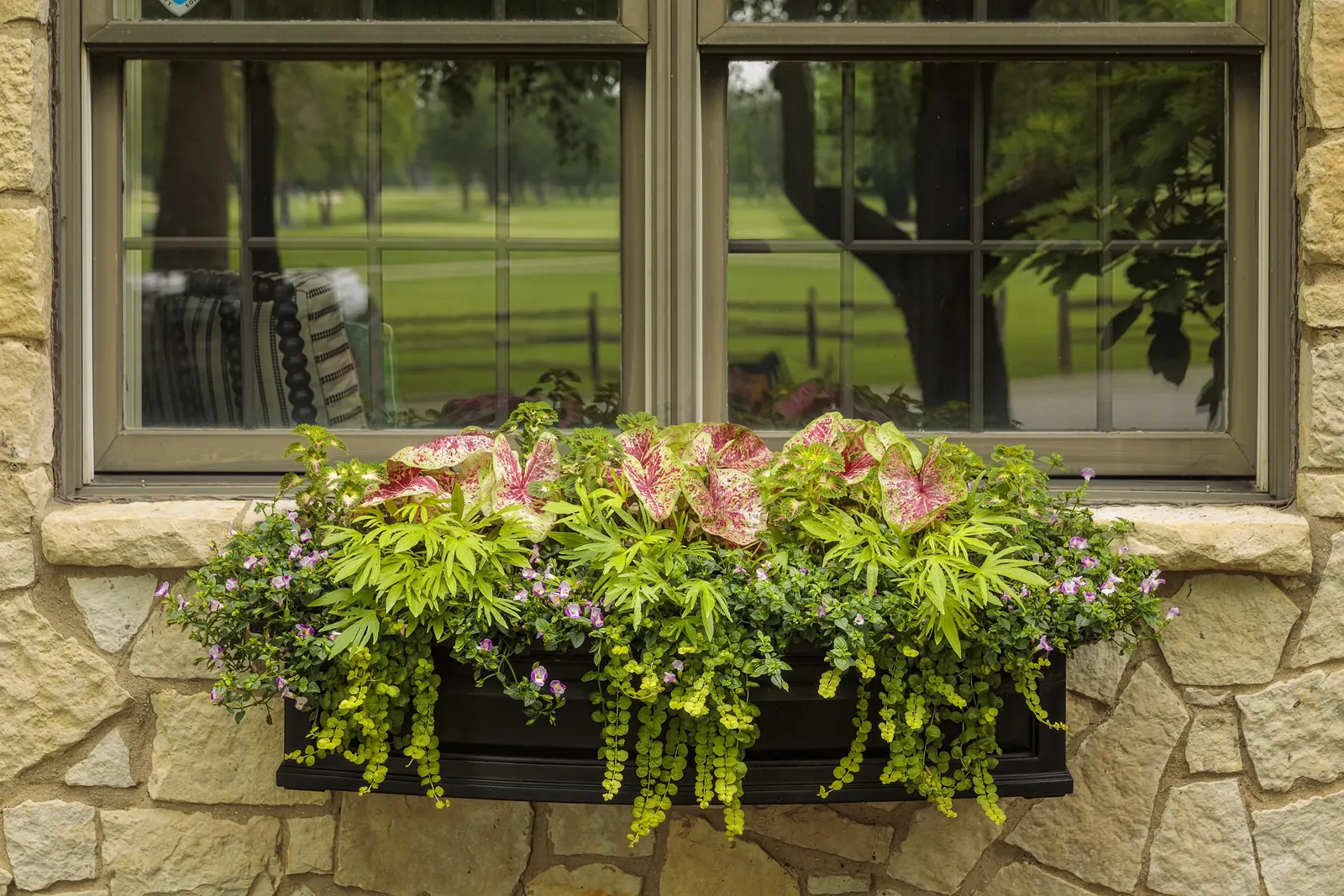 Pink II Wishbone Flower (Torenia) — Torenia is perennial in warm climates and is hardy in USDA Zones 10a through 11b
