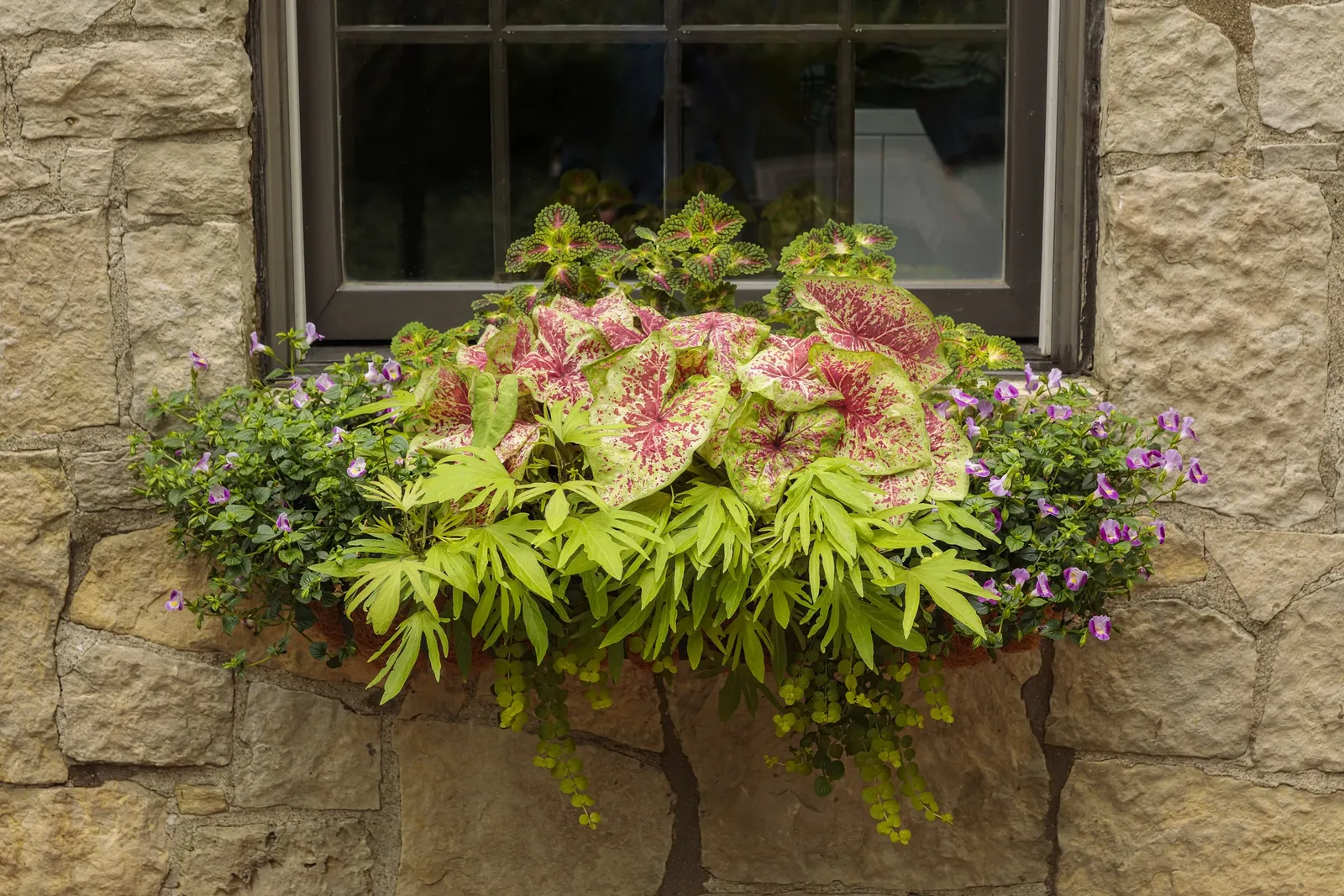 Pink II Wishbone Flower (Torenia) — Pink II Wishbone Flower reaches a tidy 8 to 12 inches tall and wide