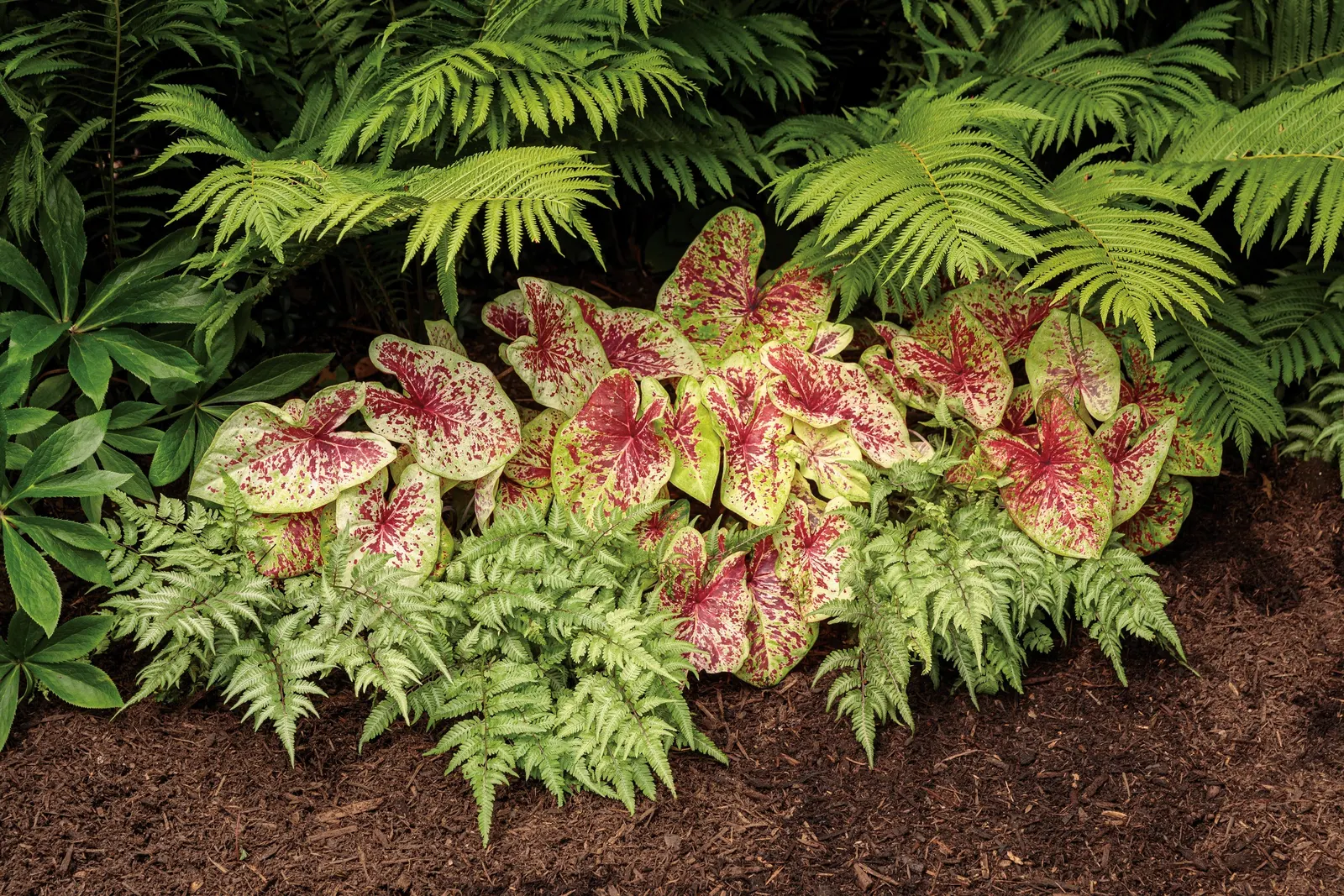 Raspberry Moon Shade Caladium (Caladium hortulanum) — In warm climates it is hardy in USDA Zones 10a through 11b