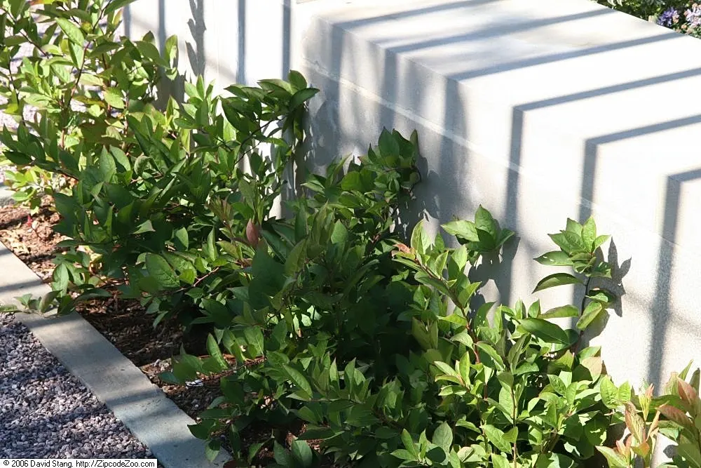 Little Henry® Sweetspire (Itea virginica) — Prune only after bloom if shaping is needed
