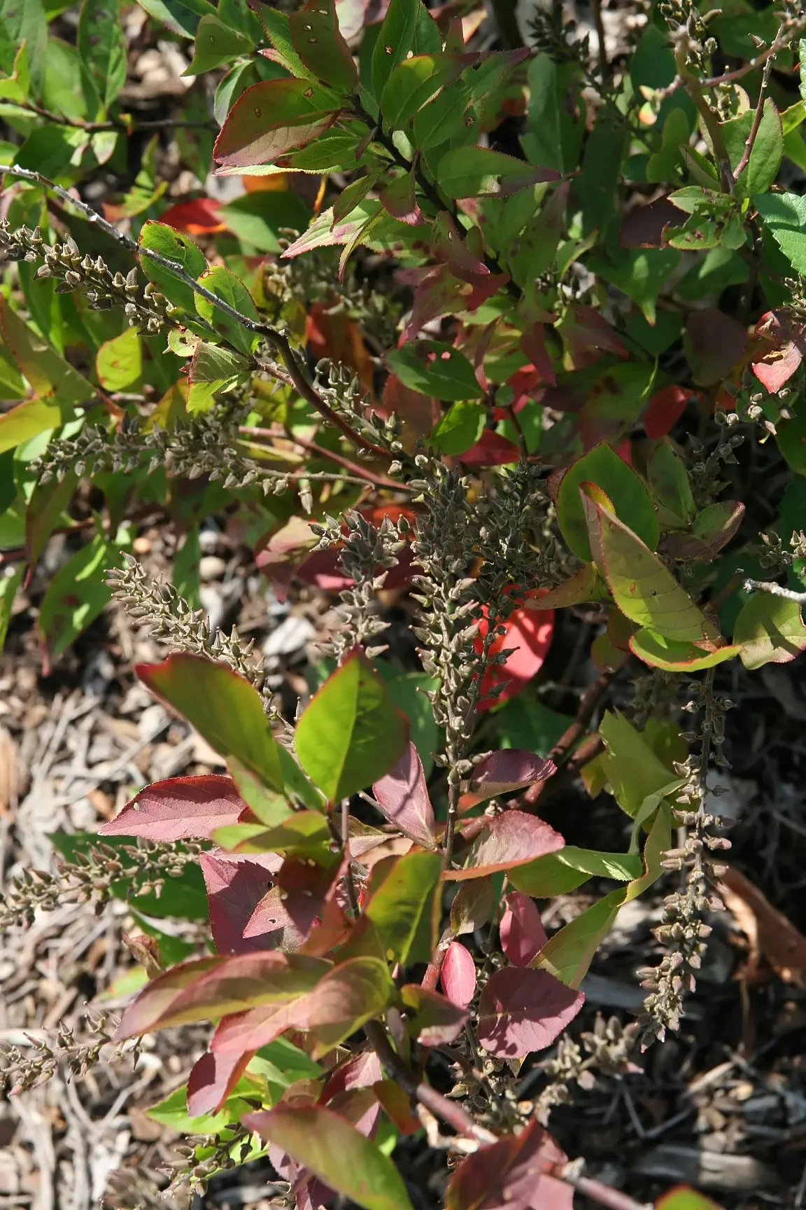 Little Henry® Sweetspire (Itea virginica) — or heavy clay where many ornamental shrubs struggle; established plants can also handle occasional dry spells
