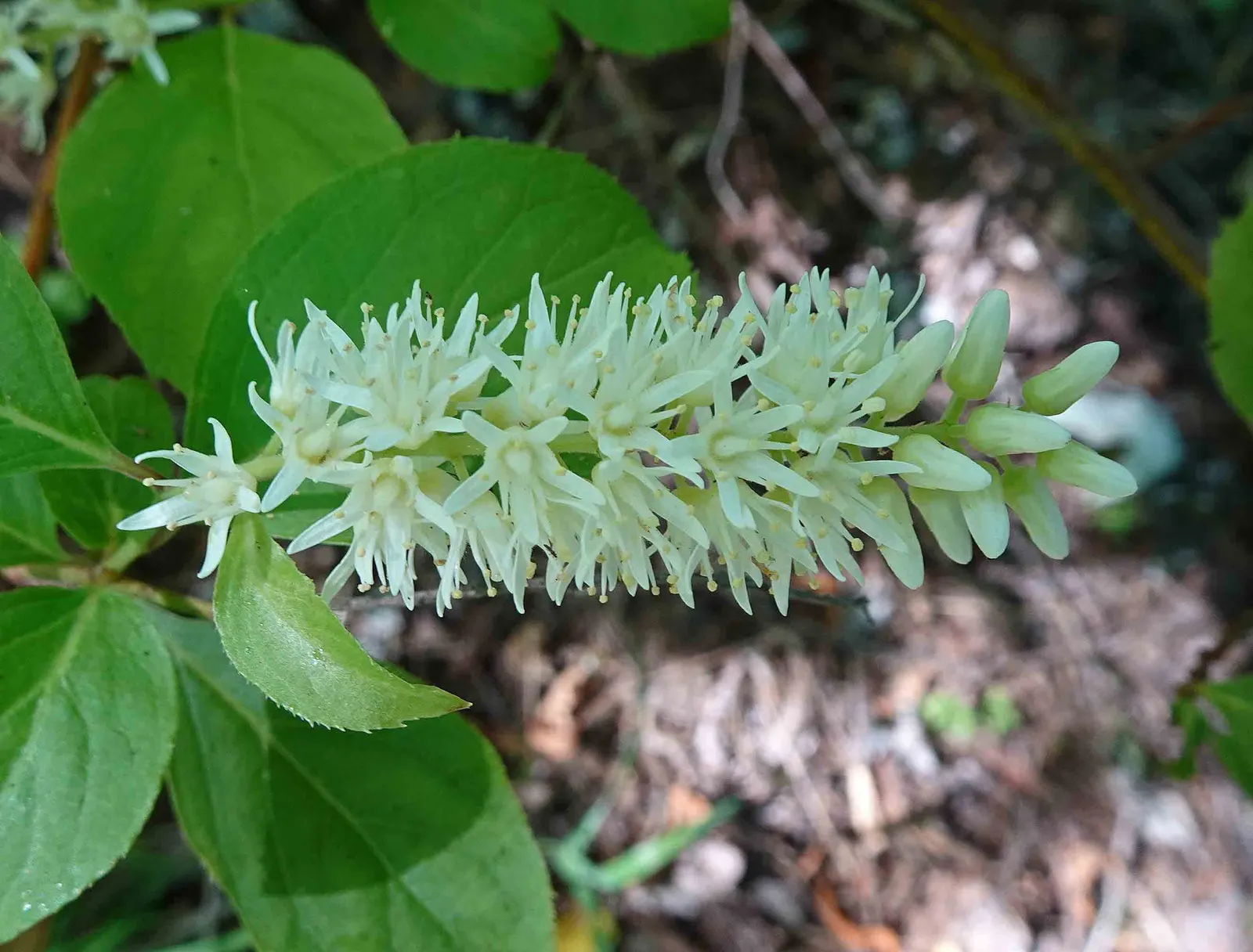 Little Henry® Sweetspire (Itea virginica) — Gardeners frequently report strong performance in wet clay and exposed sites, with little fuss once rooted