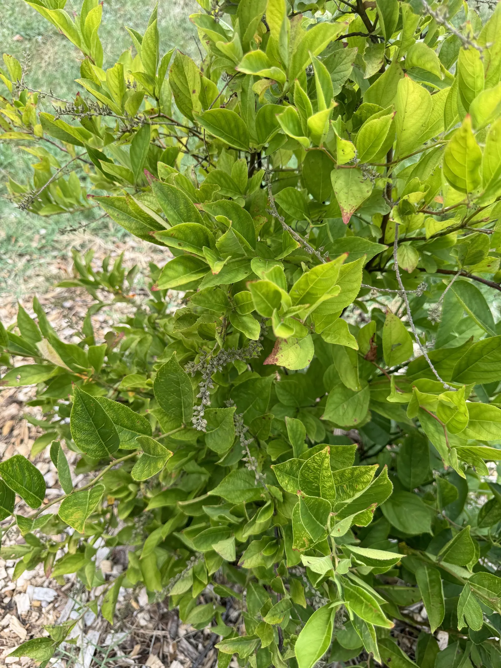 Little Henry® Sweetspire (Itea virginica) — It thrives in average to moist soil and is especially useful in damp spots