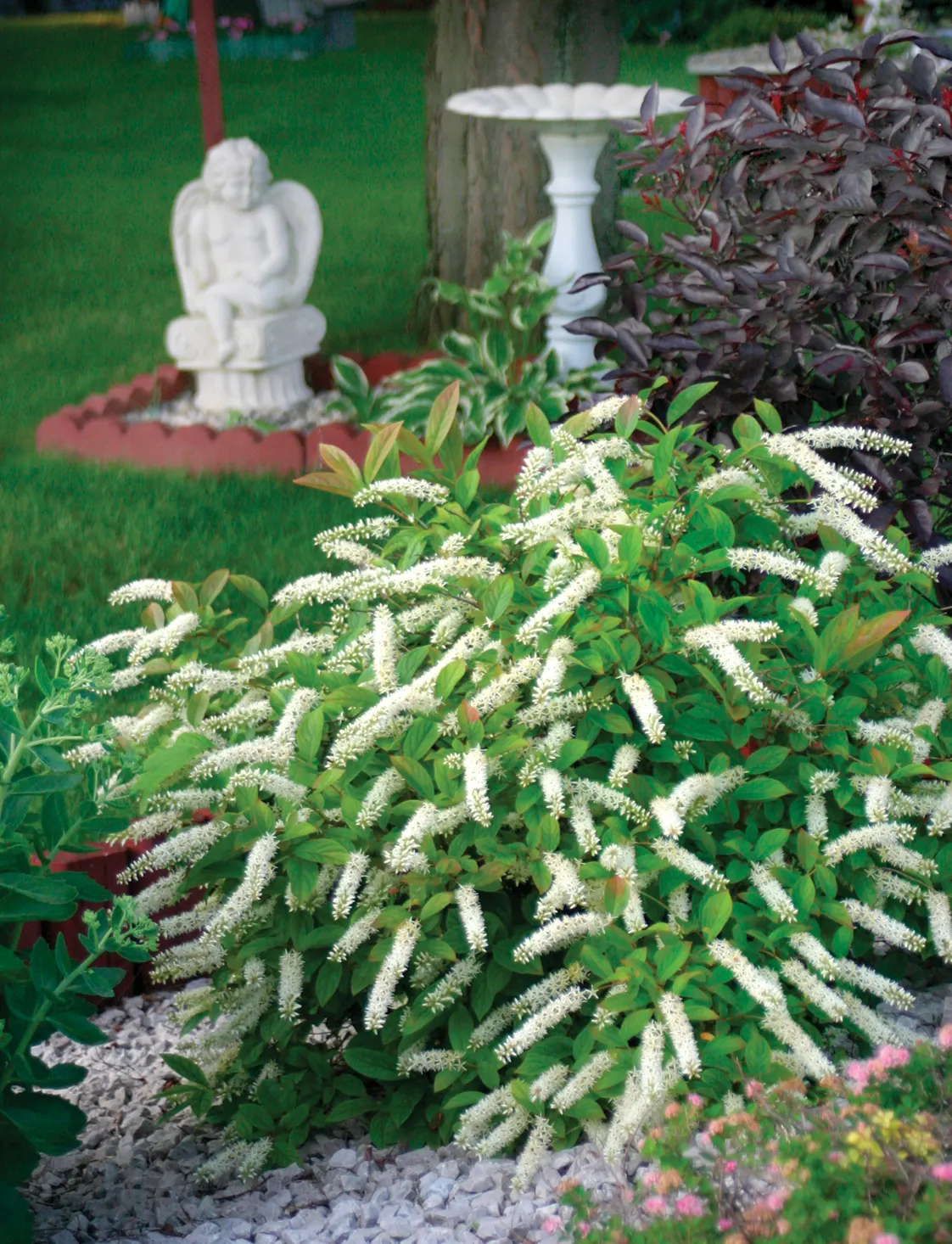 Little Henry® Sweetspire (Itea virginica) — lightly fragrant early-summer flower spires and glossy green leaves that turn vivid orange-red in fall