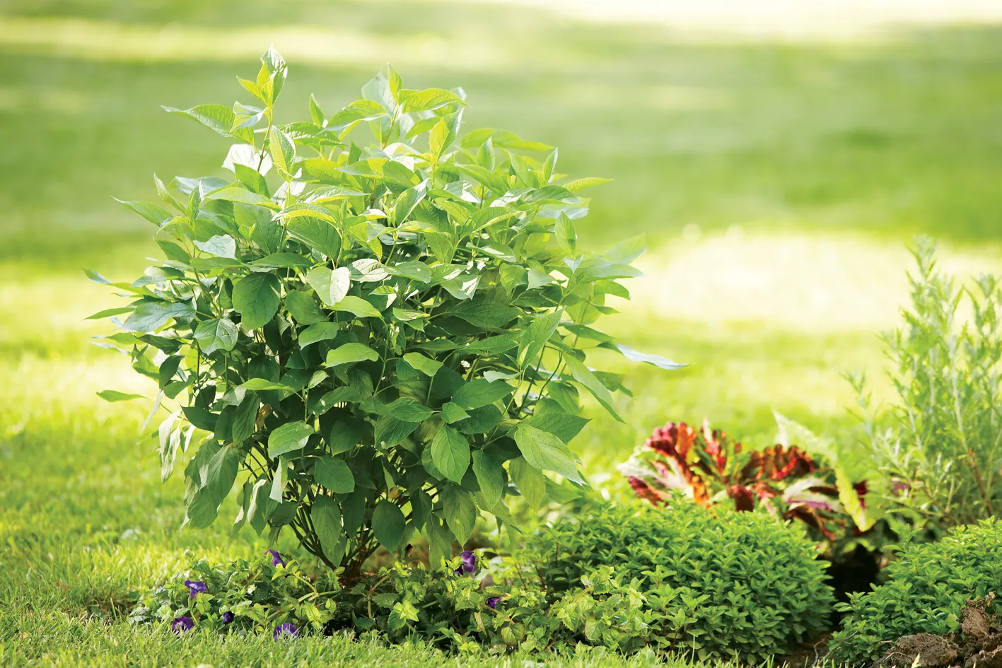 Little Henry® Sweetspire (Itea virginica) — It forms a tidy mound 24-36 inches tall and wide