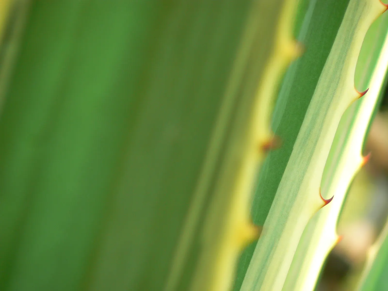 Variegated False Agave (Furcraea Selloa Marginata) — Variegated False Agave (Furcraea selloa 'Marginata') is an evergreen perennial with striking