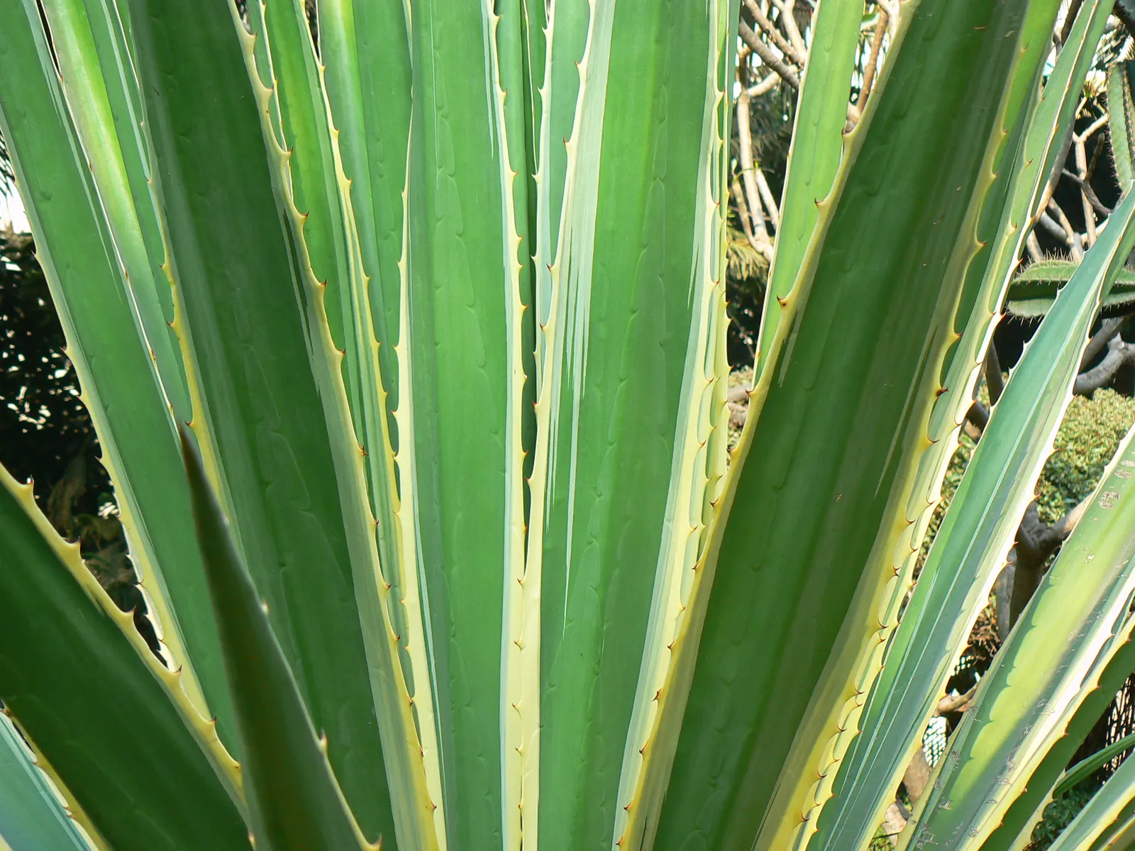 Variegated False Agave (Furcraea Selloa Marginata) — This rosette-forming plant provides a dramatic, tropical effect and is drought-tolerant once established