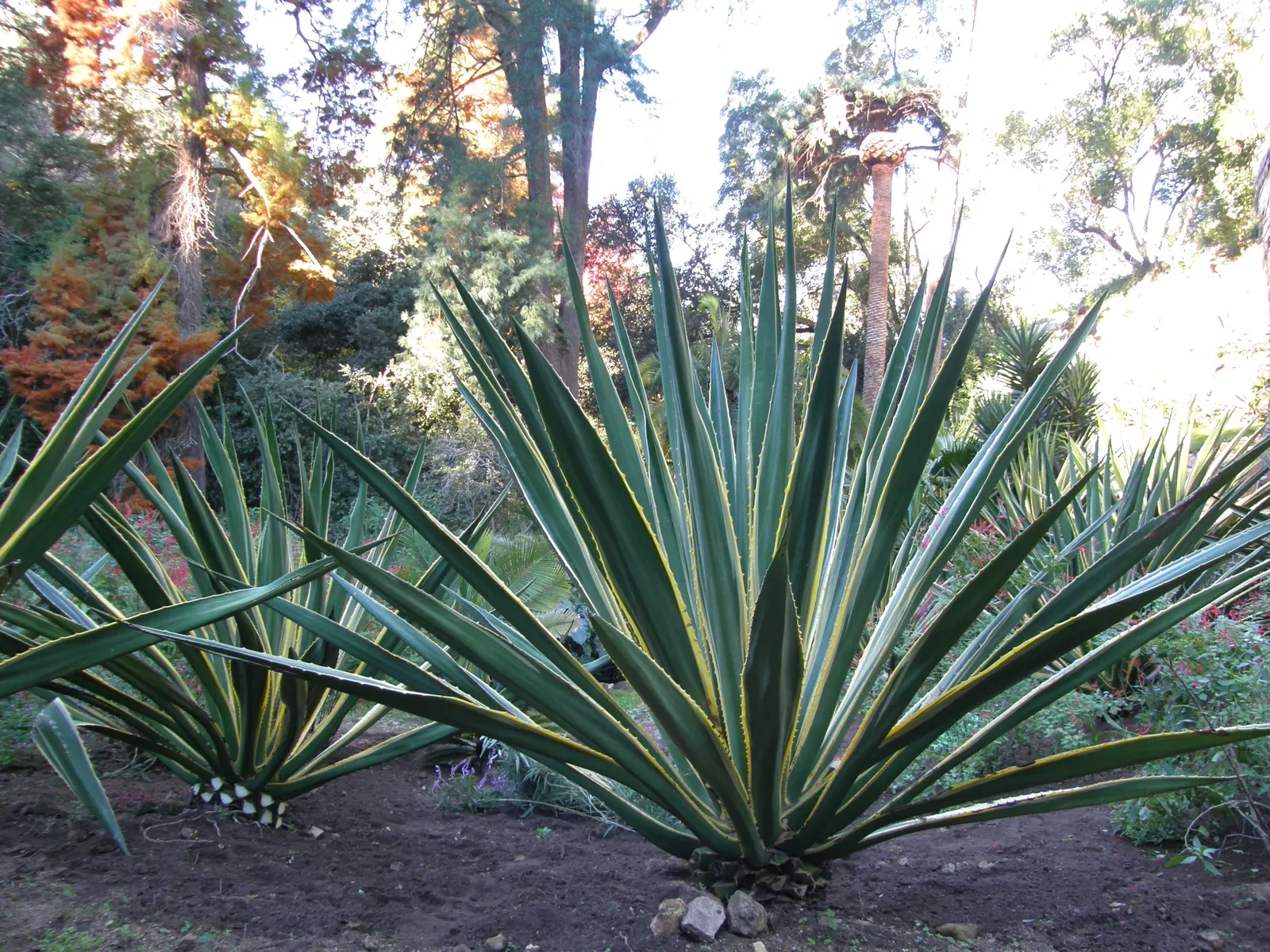 Variegated False Agave (Furcraea Selloa Marginata) — Preferring full sun to partial shade, it requires well-draining soil