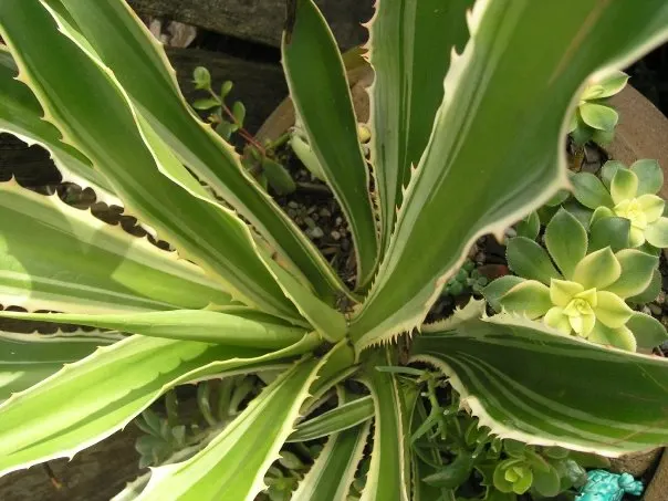 Variegated False Agave (Furcraea Selloa Marginata) — Hardy in USDA zones 8-11, it's ideal for xeriscaping and focal points in low-maintenance gardens