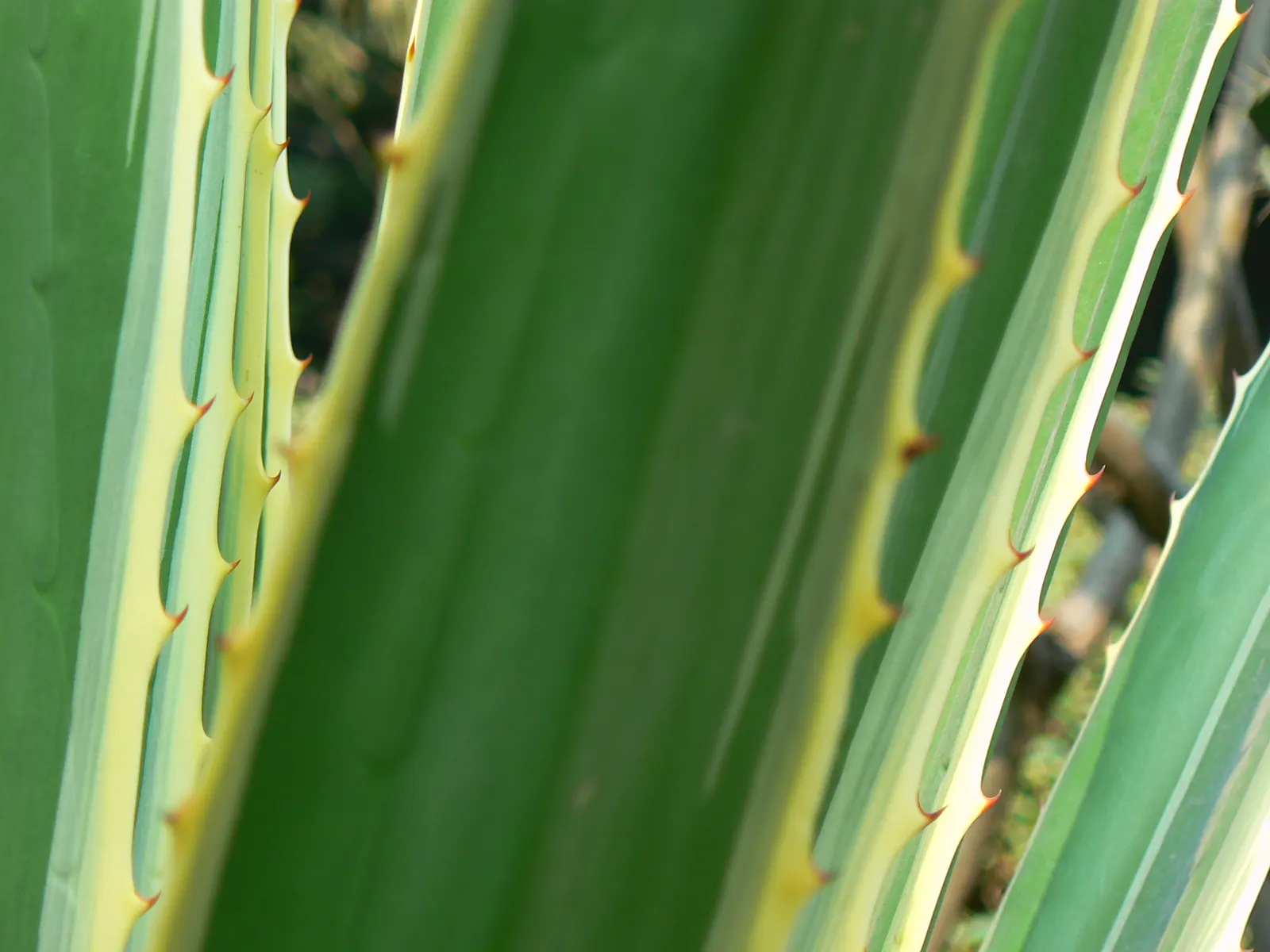 Variegated False Agave (Furcraea Selloa Marginata) — sword-shaped leaves up to 4-6 feet long