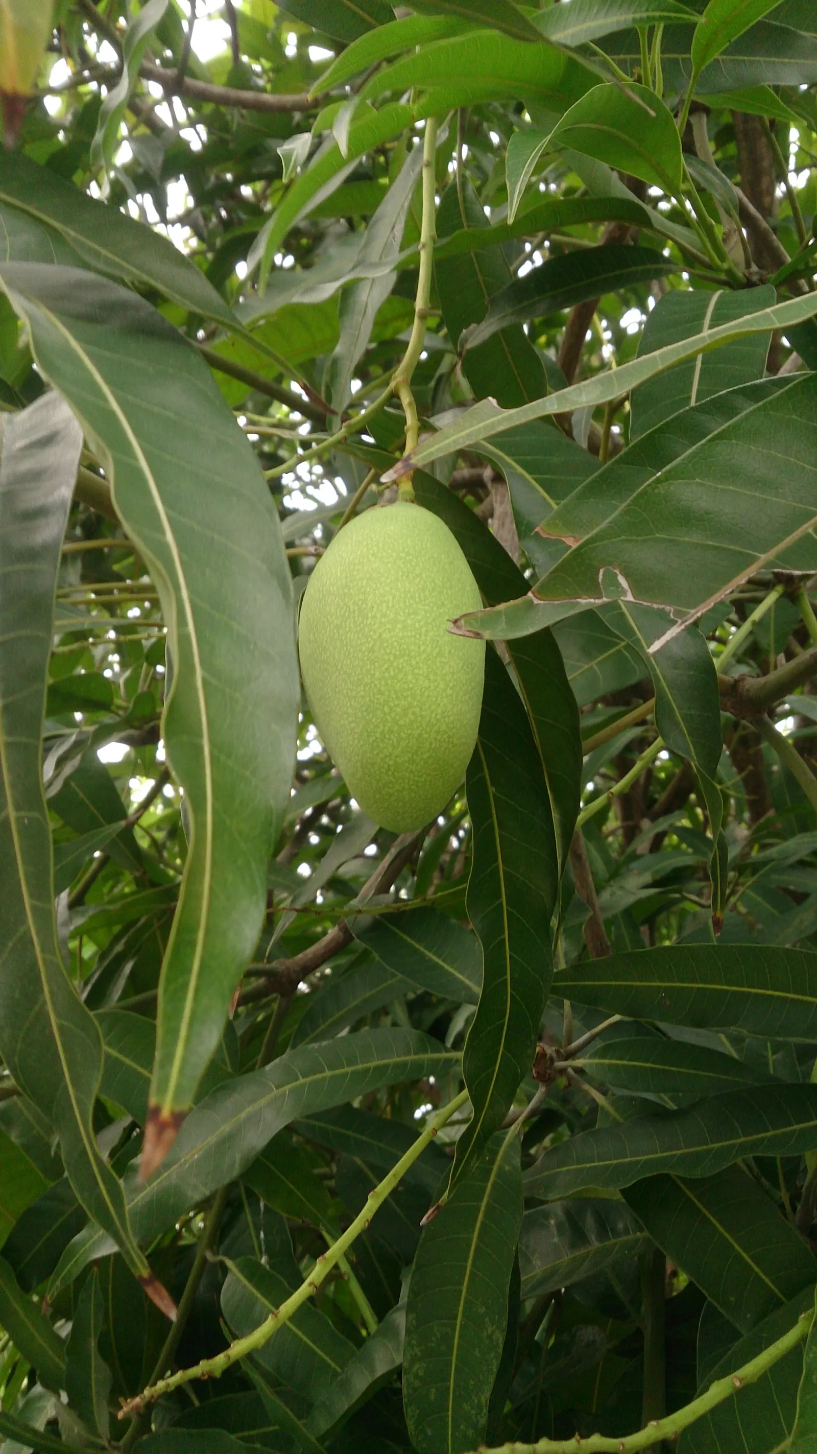 Mango (Mangifera indica) — With proper care, this tropical giant will be a stunning and fruitful addition to any spacious garden; yellow flowers in, image 85