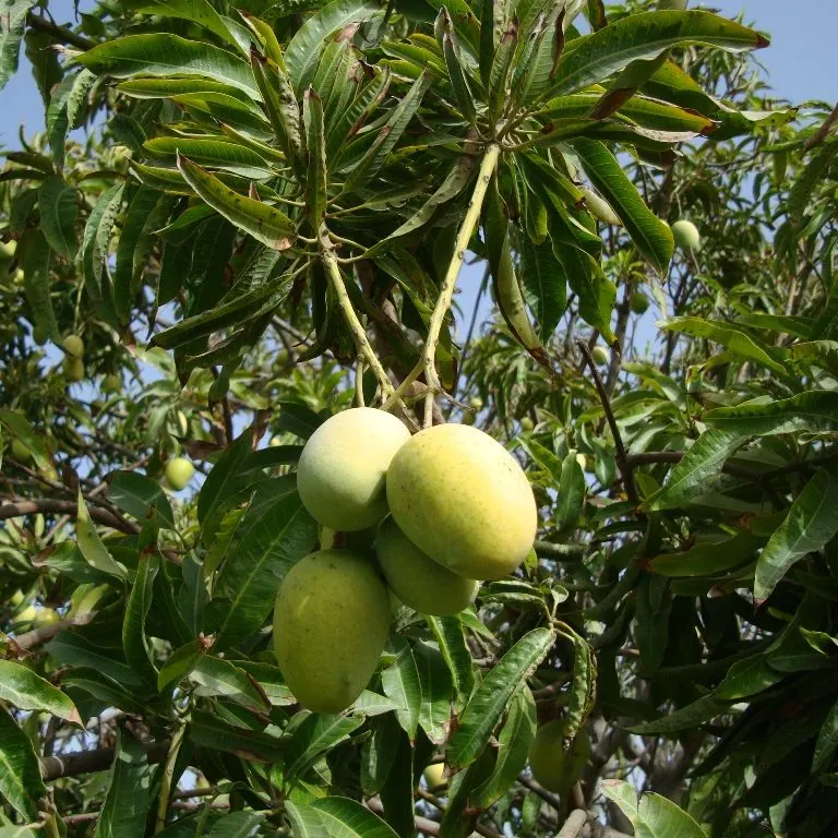Mango (Mangifera indica) — Allow ample space from structures to accommodate its extensive root system; its domed and dense structure provides ample shade