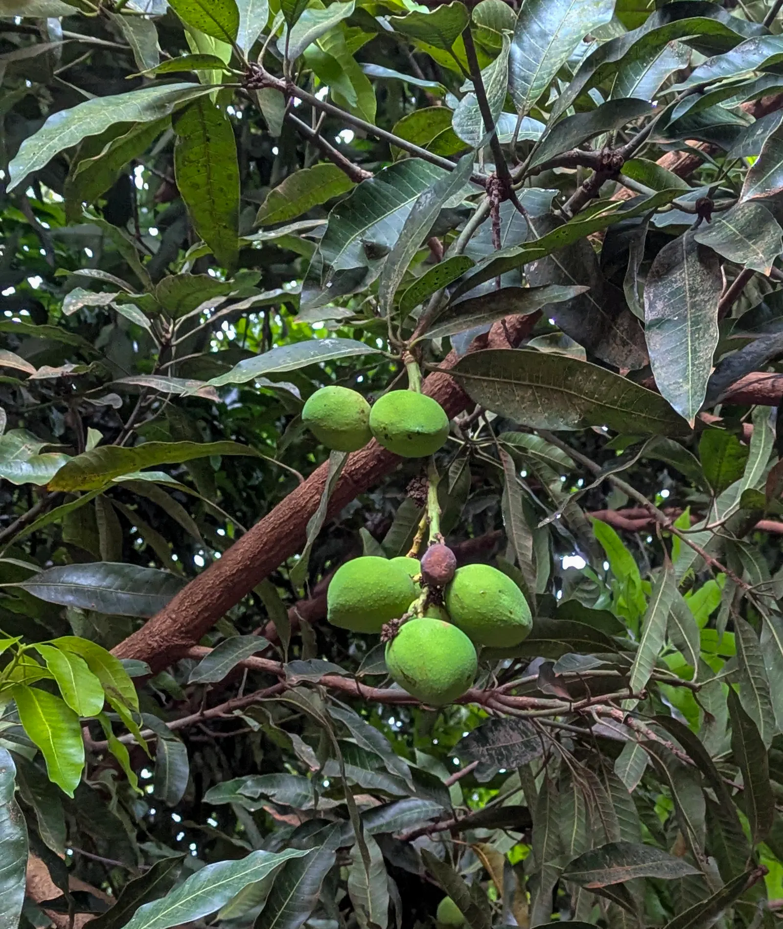 Mango (Mangifera indica) — Its domed and dense structure provides ample shade; the Mango Tree (Magnifera indica) is a robust, evergreen tree that, image 54