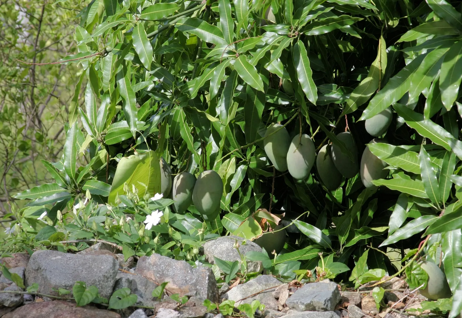Mango (Mangifera indica) — Annual growth is roughly 1-2 feet; usually weighing between 8 ounces to 2 pounds, image 116