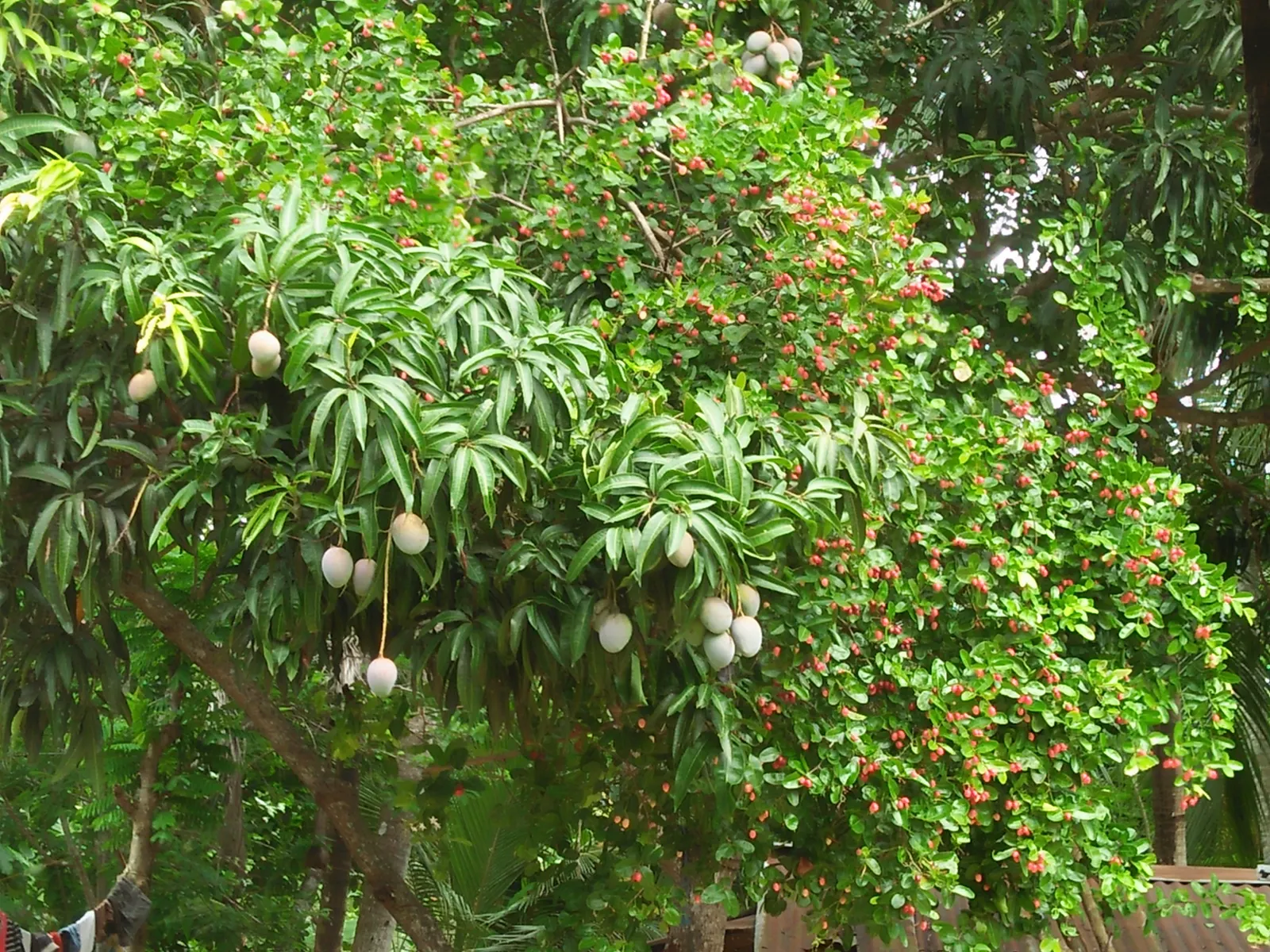 Mango (Mangifera indica) — deep green leaves grow up to 16 inches long; the Mango Tree (Magnifera indica) is a majestic and resilient specimen