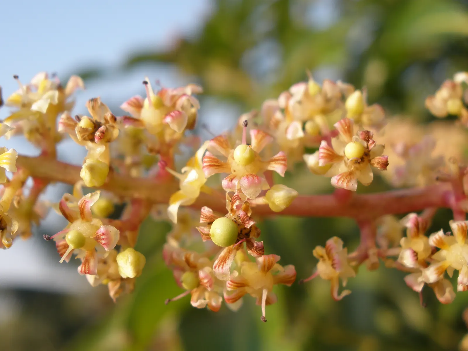 Mango (Mangifera indica) — which transform into generous crops of mangoes by summertime; tree with yellow blooms, image 60