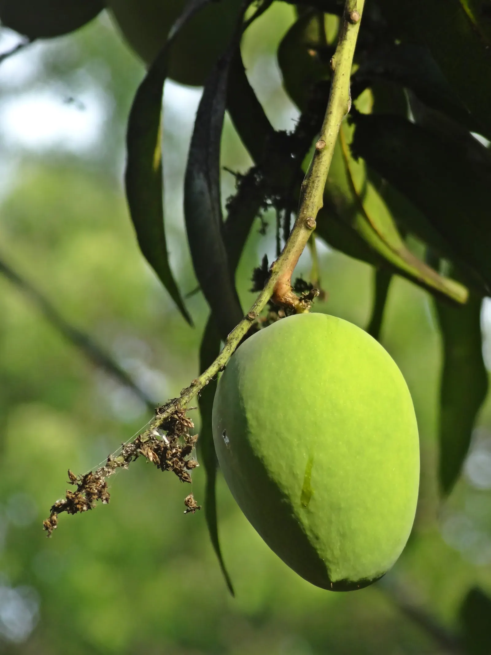 Mango (Mangifera indica) — the tree requires a minimum of six hours of full sunlight daily.<br><br>The lush; tree for full, image 101