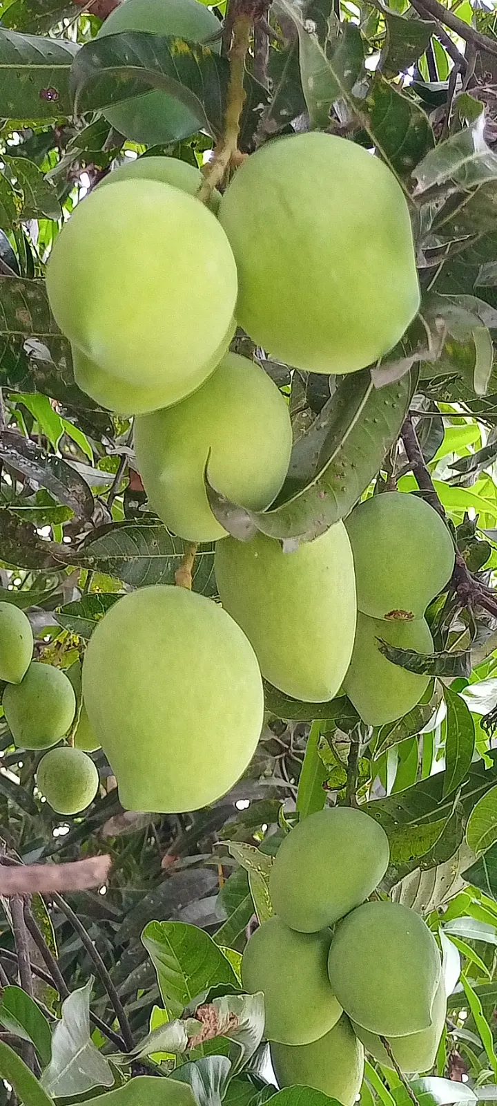 Mango (Mangifera indica) — presenting a brilliant contrast against the gray-brown bark; deep green leaves grow up to 16 inches long, image 103