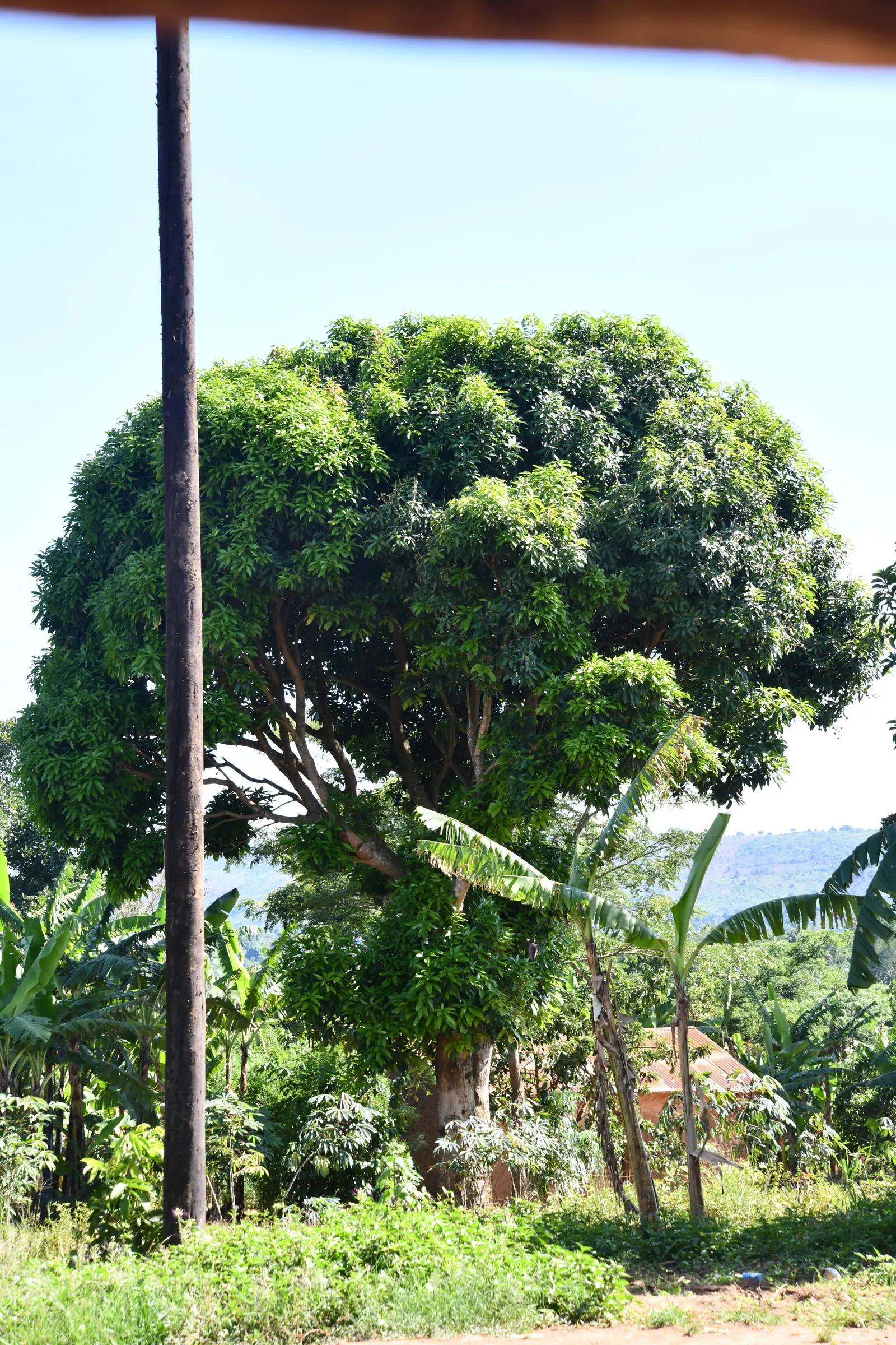 Mango (Mangifera indica) — Allow ample space from structures to accommodate its extensive root system; its domed and dense structure provides ample, image 49