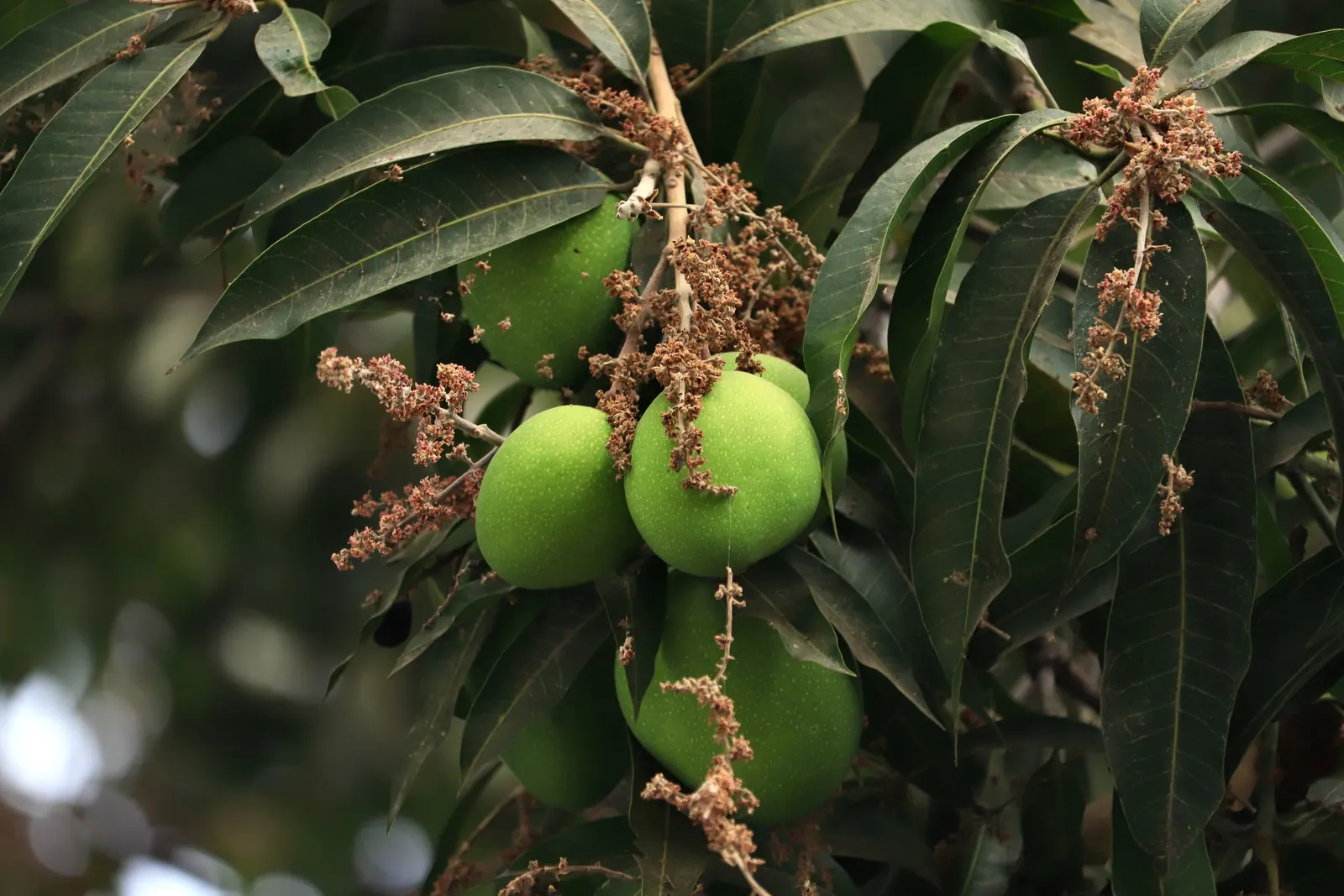 Mango (Mangifera indica) — Originating from South Asia; which transform into generous crops of mangoes by summertime, image 97