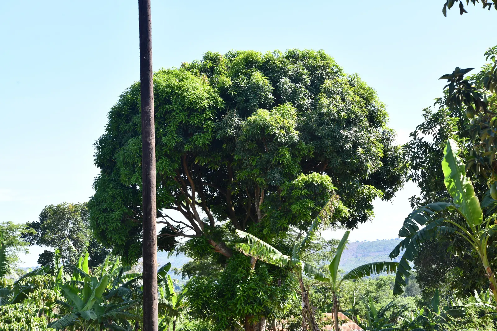 Mango (Mangifera indica) — The Mango Tree (Magnifera indica) is a majestic and resilient specimen; with a broad, dense canopy, it typically spans, image 95
