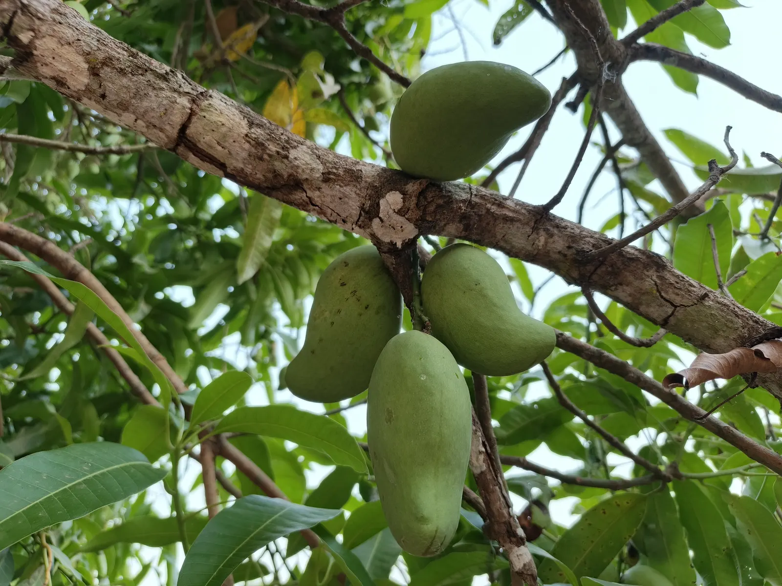 Mango (Mangifera indica) — usually weighing between 8 ounces to 2 pounds; annual growth is roughly 1-2 feet, image 61