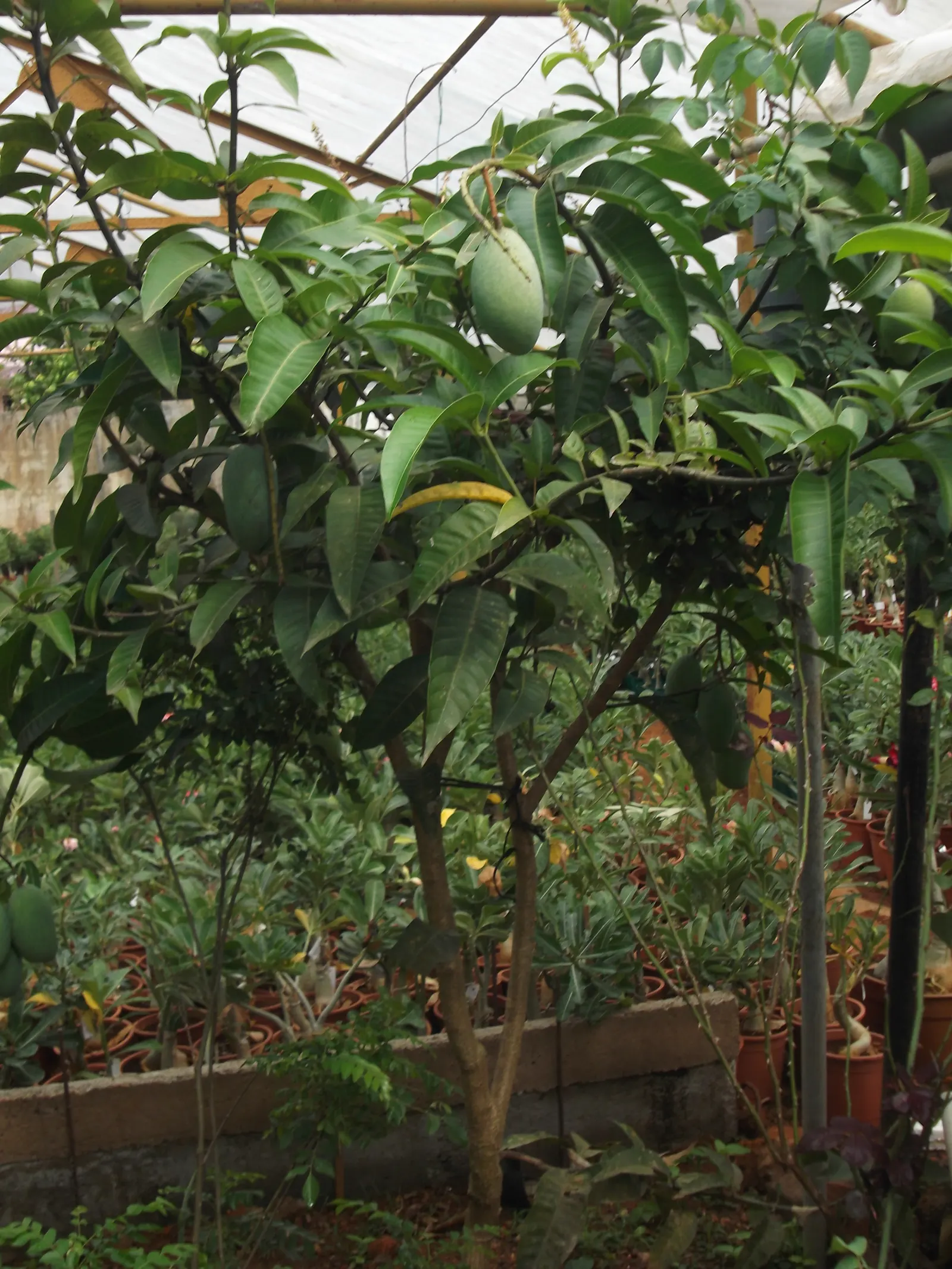 Mango (Mangifera indica) — The Mango Tree (Magnifera indica) is a robust, evergreen tree that can soar to heights of 65-100 feet; spring blossoms, image 111