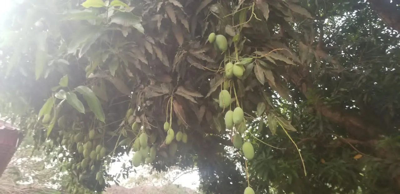Mango (Mangifera indica) — Ideal in USDA zones 10-11, mangoes prefer full sun and well-draining soil; consider the tree's mature size and the, image 91