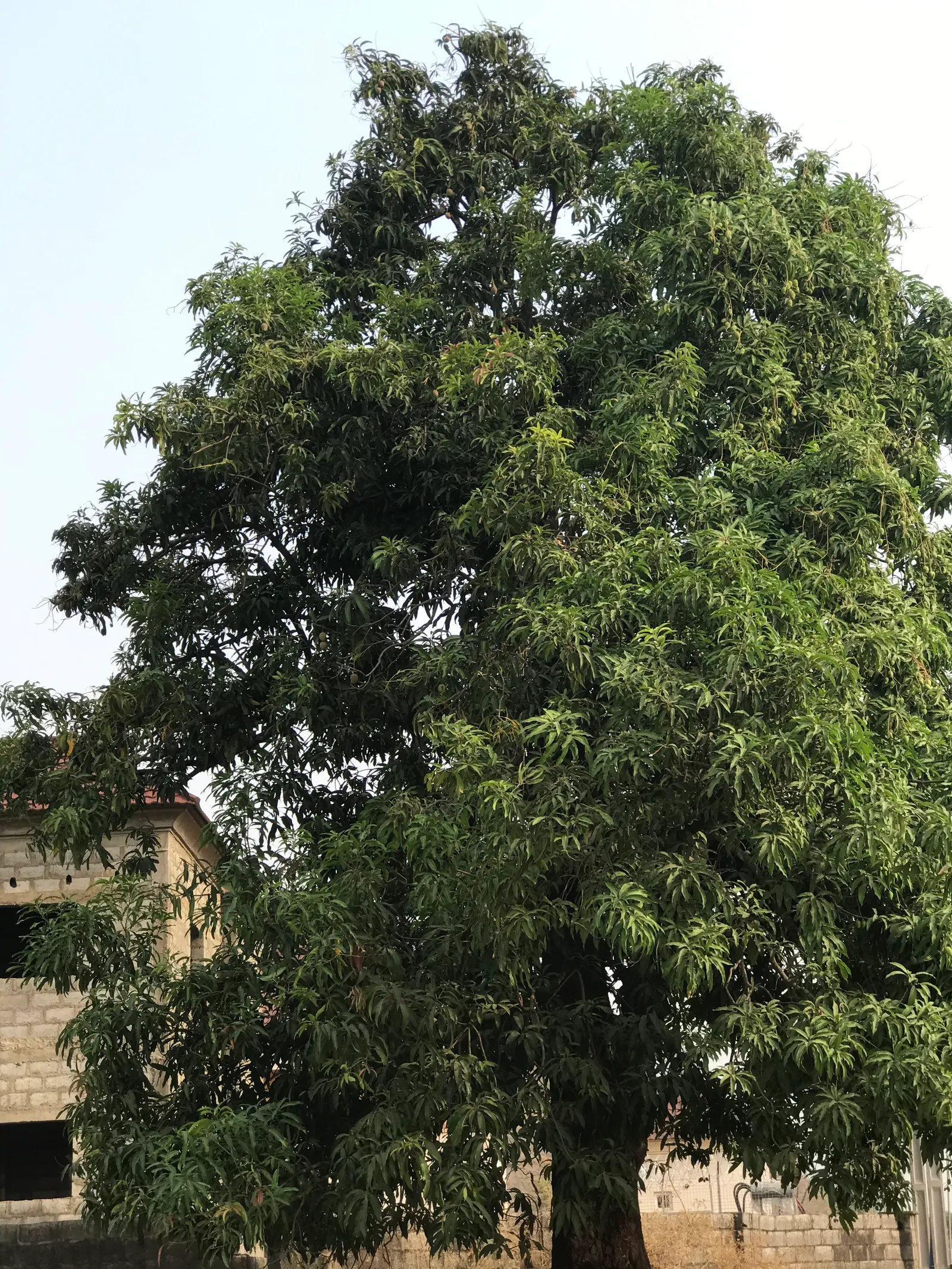 Mango (Mangifera indica) — well-drained site with soil pH between 5.5 and 7.5; presenting a brilliant contrast against the gray-brown bark, image 122
