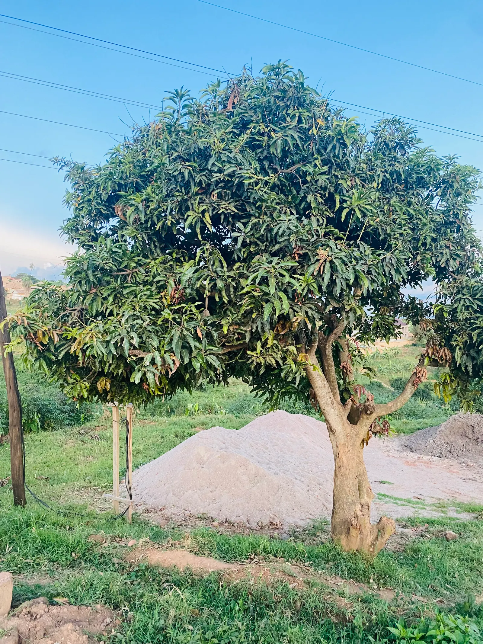 Mango (Mangifera indica) — tree with yellow blooms; well-drained site with soil pH between 5.5 and 7.5, image 65