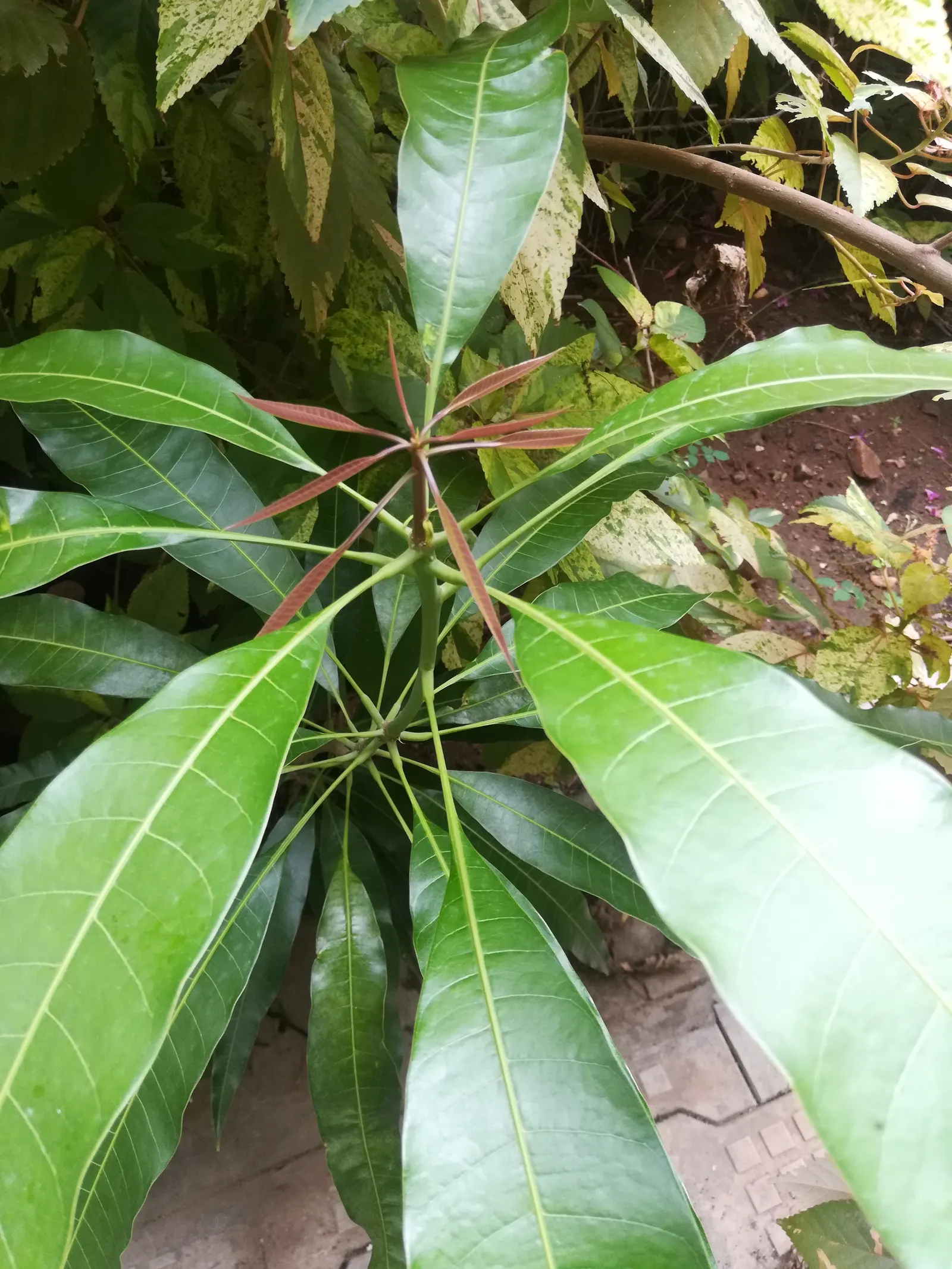 Mango (Mangifera indica) — It thrives in USDA Hardiness Zones 10-11 and prefers a sunny; revered for its succulent fruit and exotic presence in, image 121