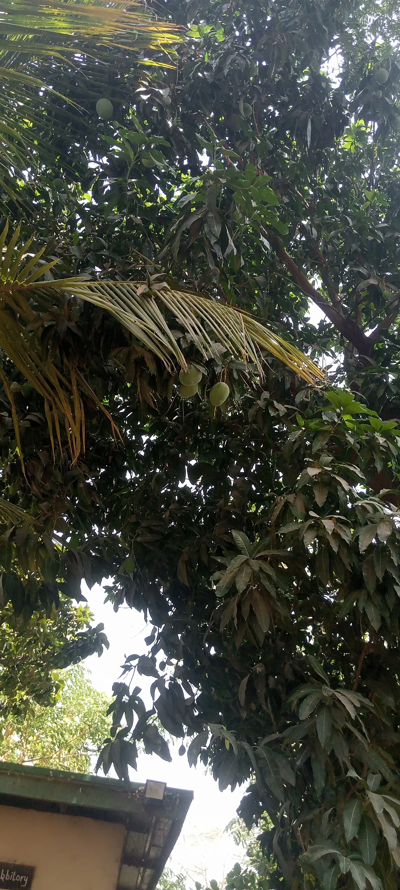 Mango (Mangifera indica) — yellow flowers in the garden; allow ample space from structures to accommodate its extensive root system, image 108