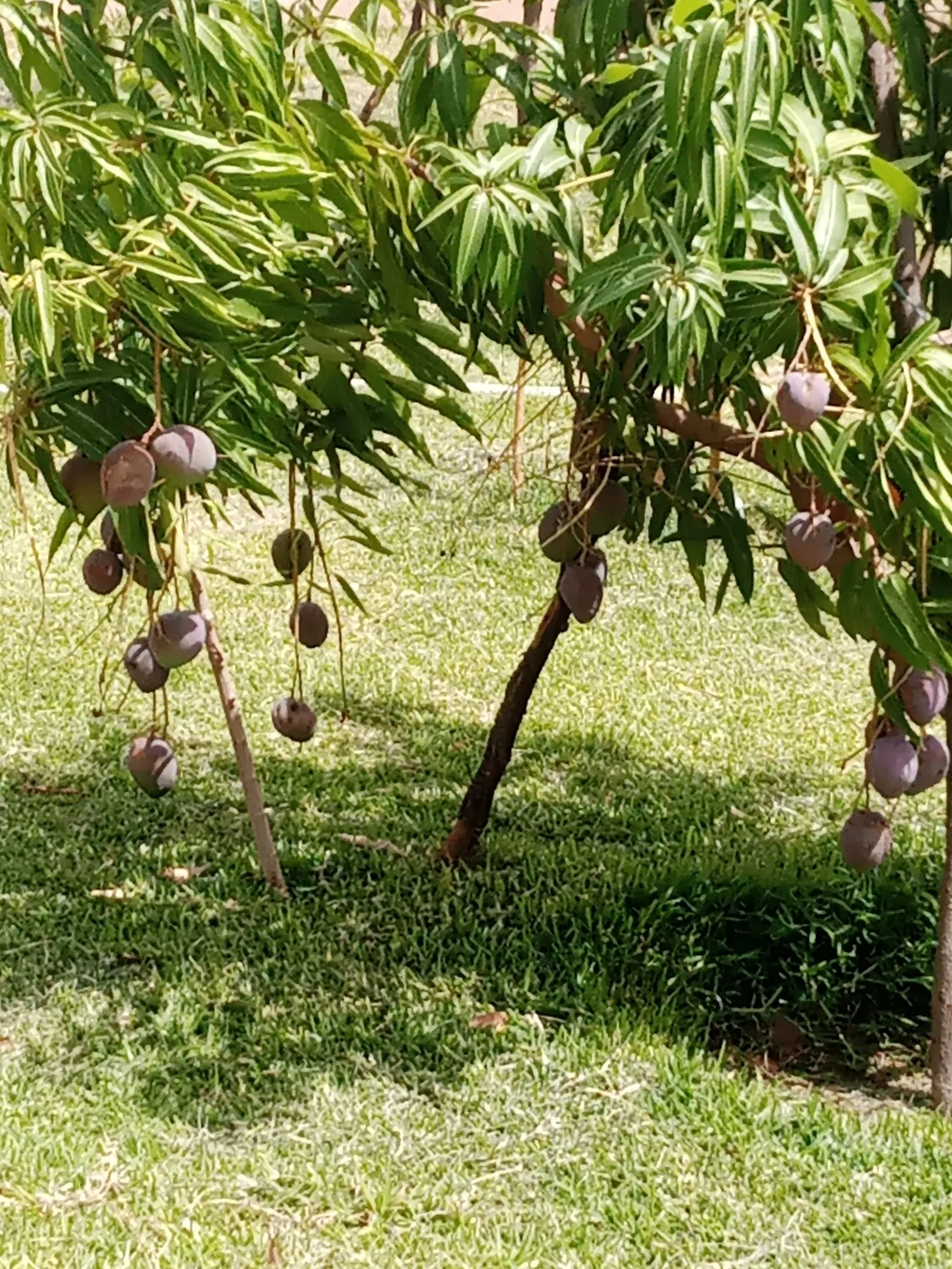 Mango (Mangifera indica) — Spring blossoms give way to juicy, tropical fruit which is both ornamental and edible