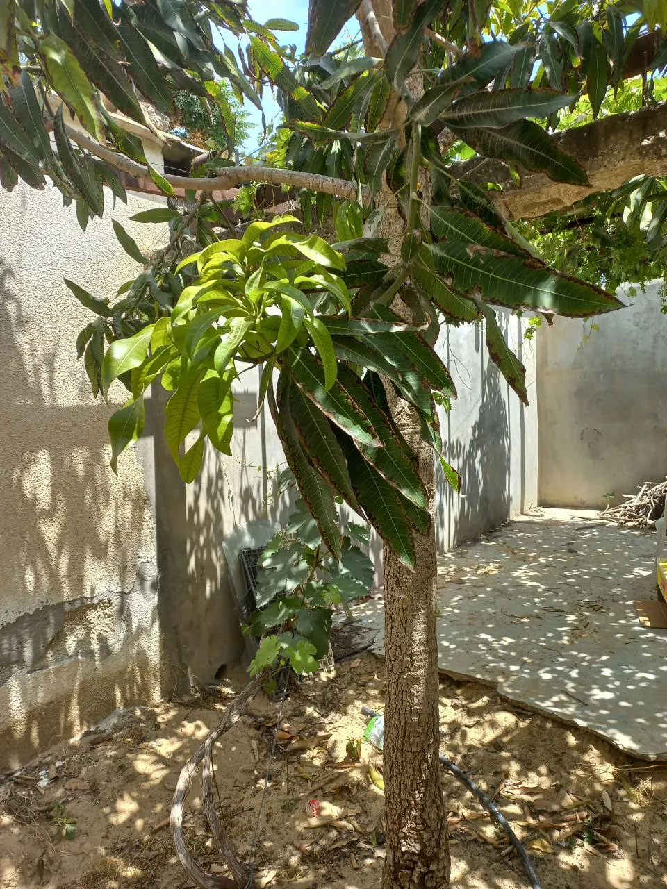 Mango (Mangifera indica) — Allow ample space from structures to accommodate its extensive root system; its domed and dense structure provides ample, image 115