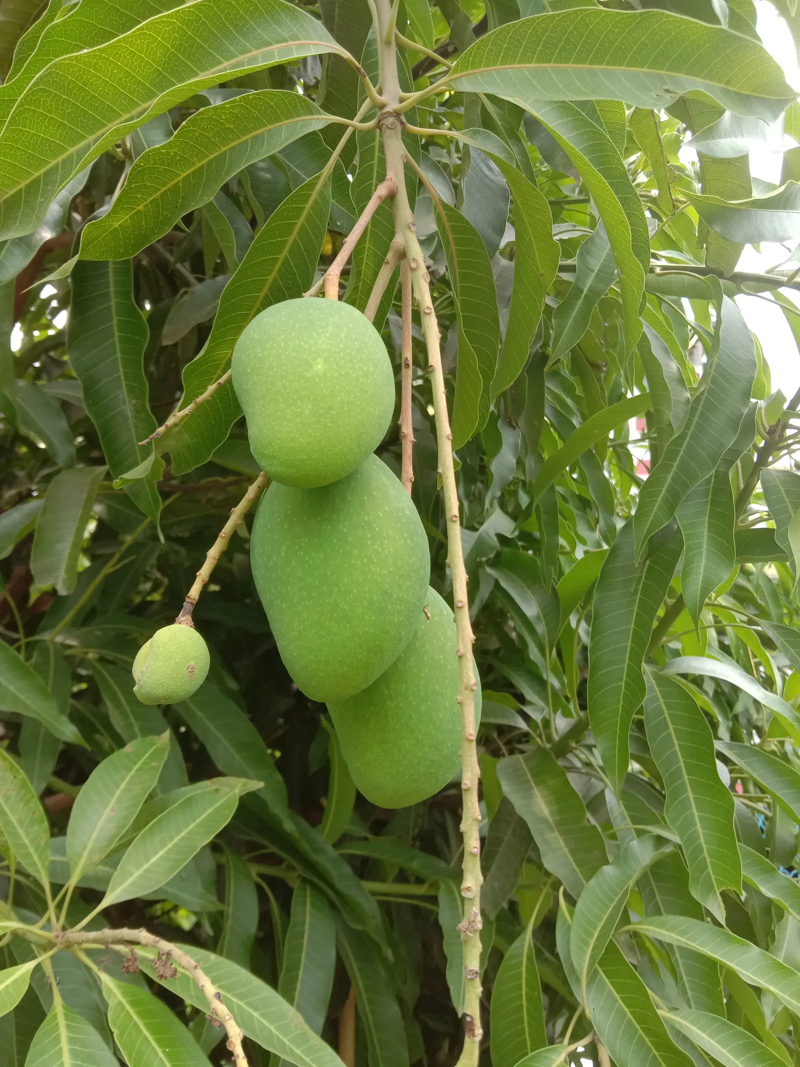 Mango (Mangifera indica) — Originating from South Asia