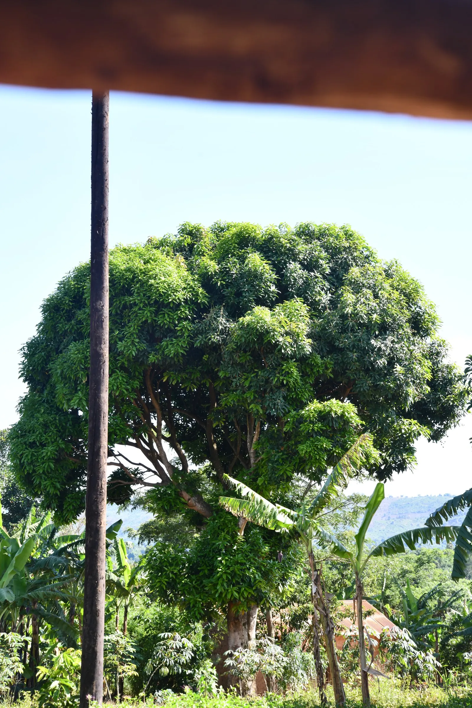 Mango (Mangifera indica) — Its domed and dense structure provides ample shade; the Mango Tree (Magnifera indica) is a robust, evergreen tree that can soar to