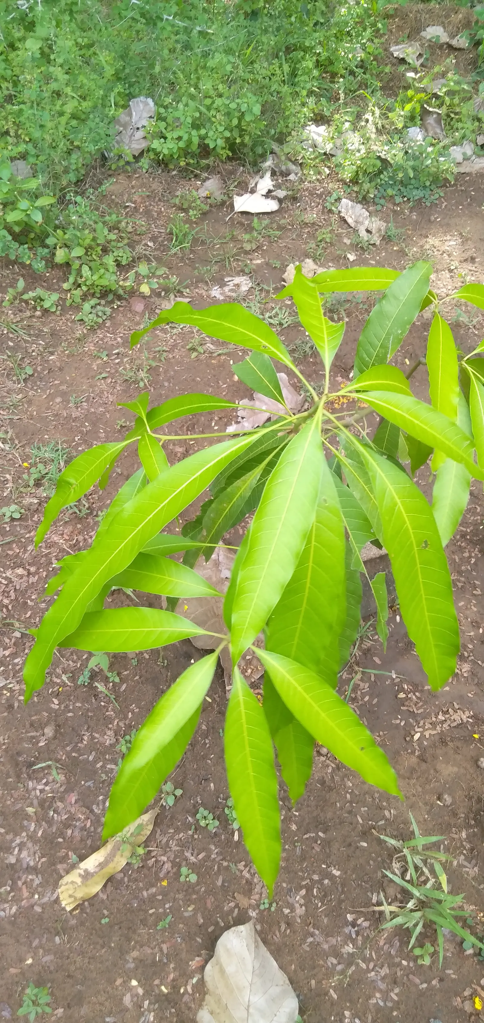 Mango (Mangifera indica) — which transform into generous crops of mangoes by summertime