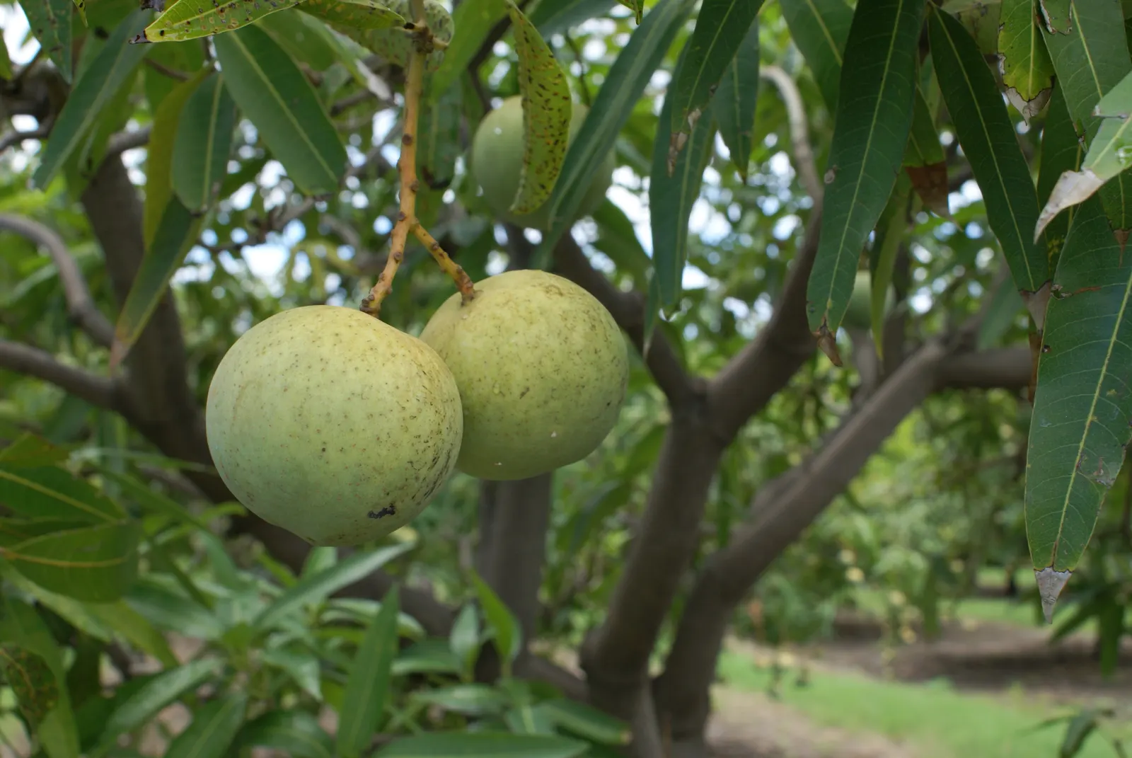 Mango (Mangifera indica) — yellow flowers in the garden; allow ample space from structures to accommodate its extensive root system, image 86