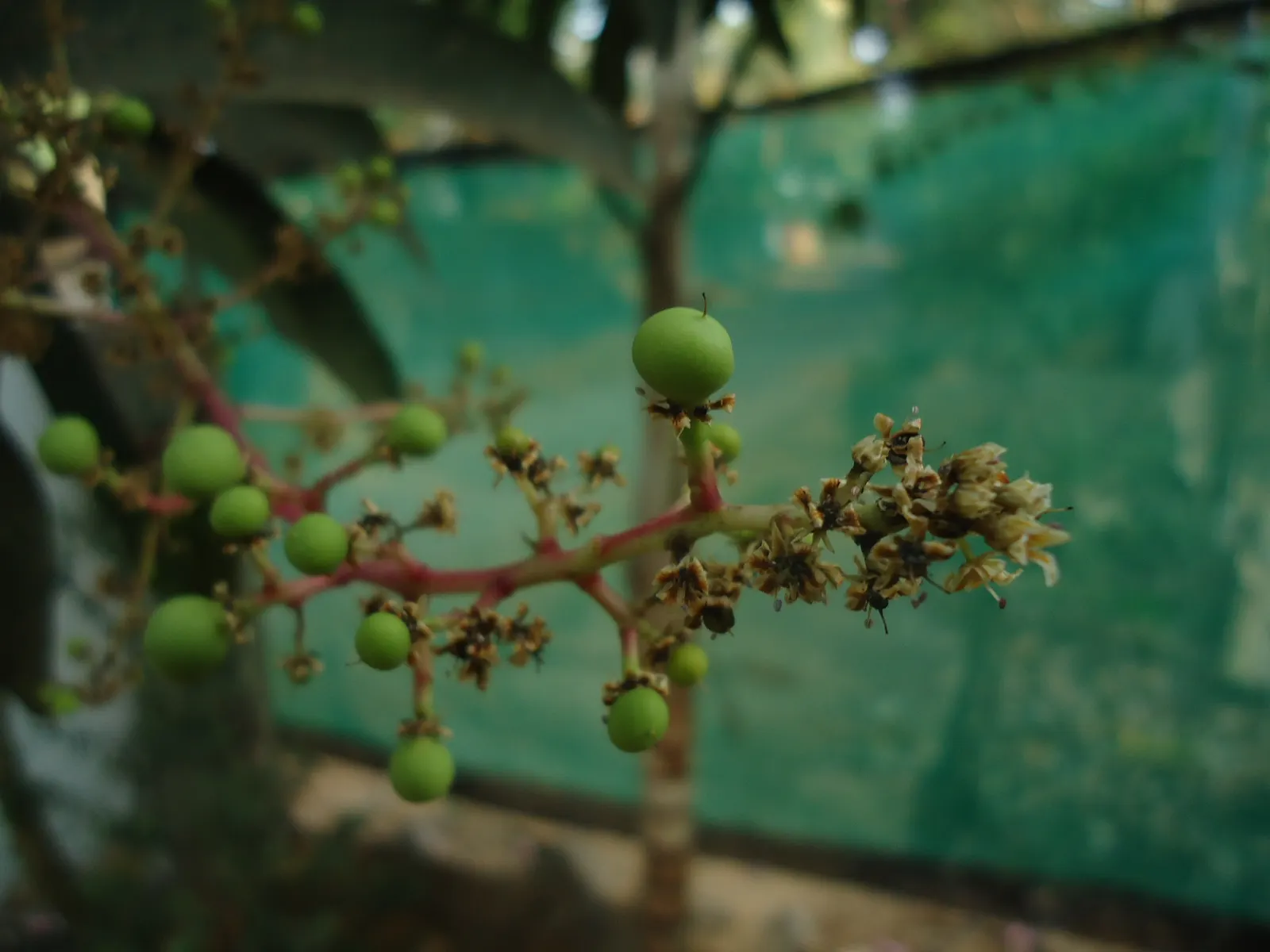 Mango (Mangifera indica) — well-drained site with soil pH between 5.5 and 7.5; presenting a brilliant contrast against the gray-brown bark, image 56