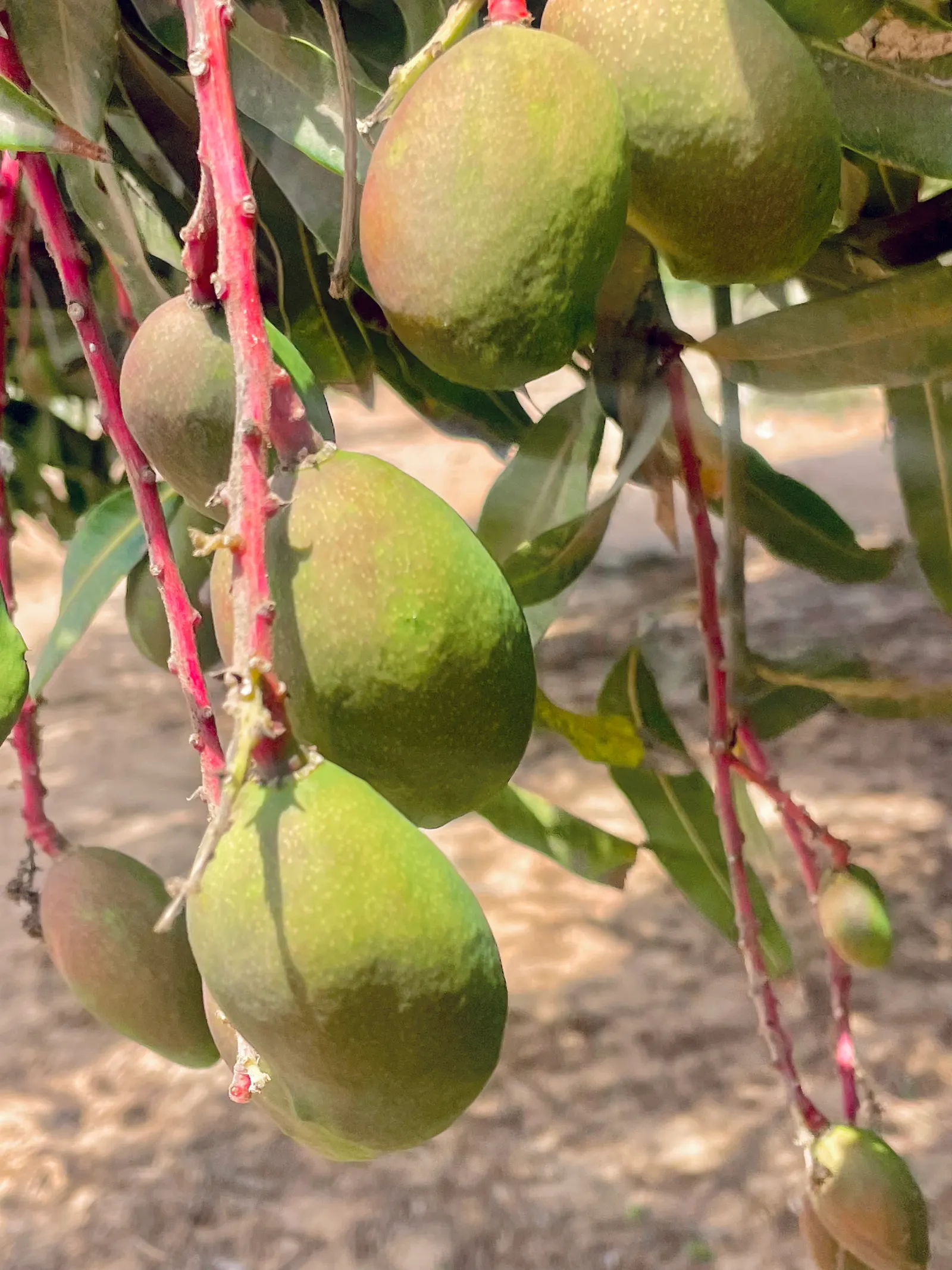 Mango (Mangifera indica) — Its domed and dense structure provides ample shade