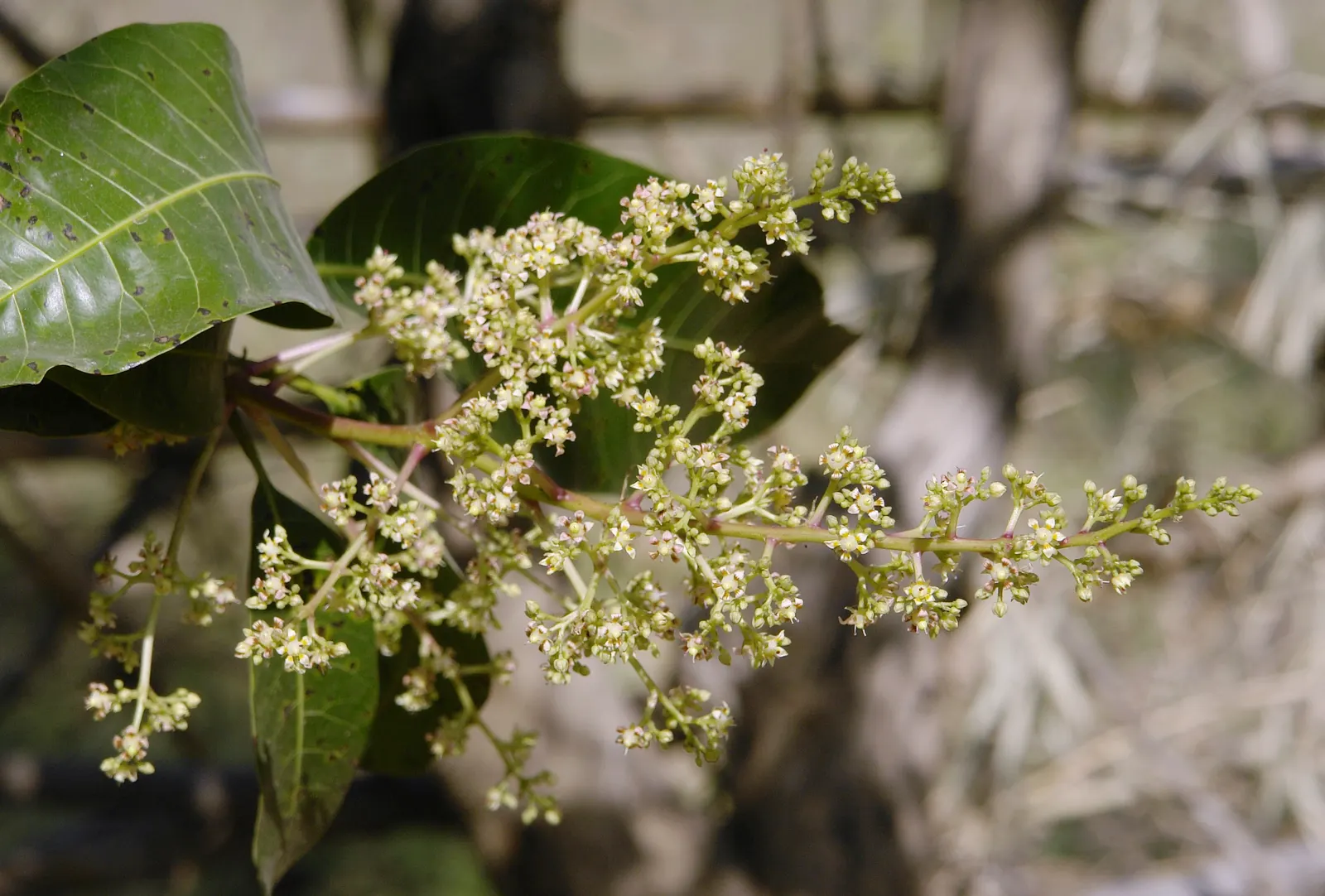 Mango (Mangifera indica) — Annual growth is roughly 1-2 feet