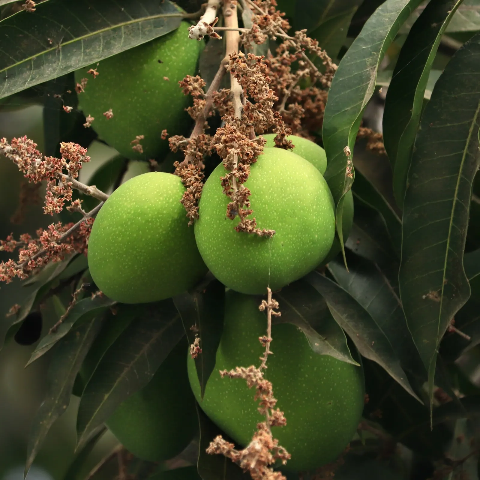 Mango (Mangifera indica) — usually weighing between 8 ounces to 2 pounds; annual growth is roughly 1-2 feet