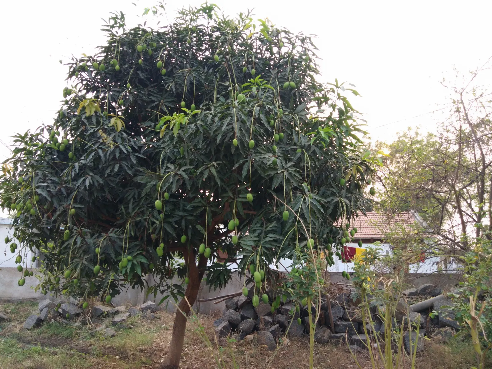 Mango (Mangifera indica) — Originating from South Asia; which transform into generous crops of mangoes by summertime, image 75