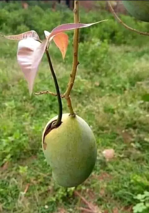 Mango (Mangifera indica) — yellow flowers in the garden